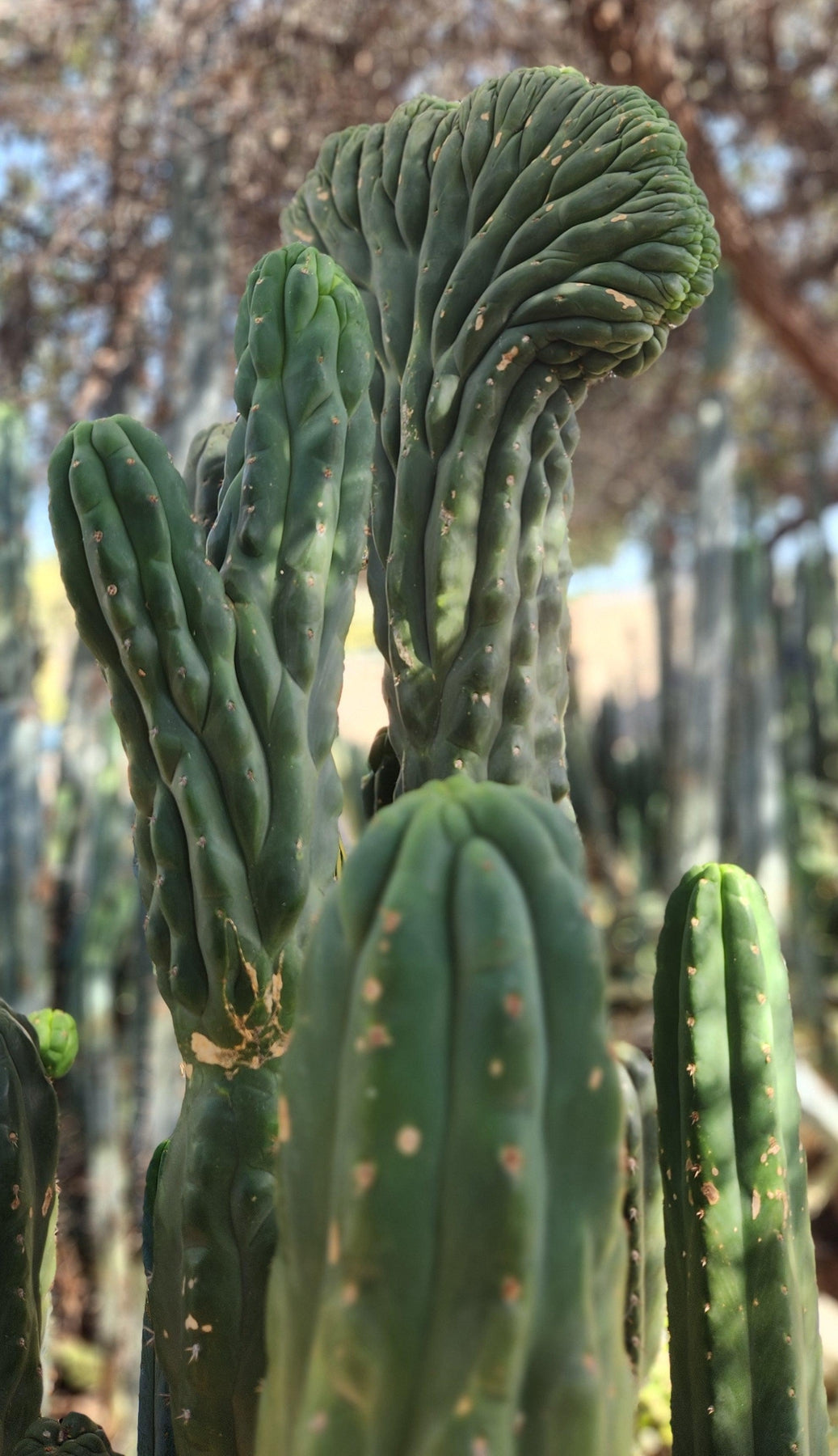 #EC144 EXACT Trichocereus Pachanoi Monstrose TPM Cactus Cutting-Cactus - Large - Exact-The Succulent Source