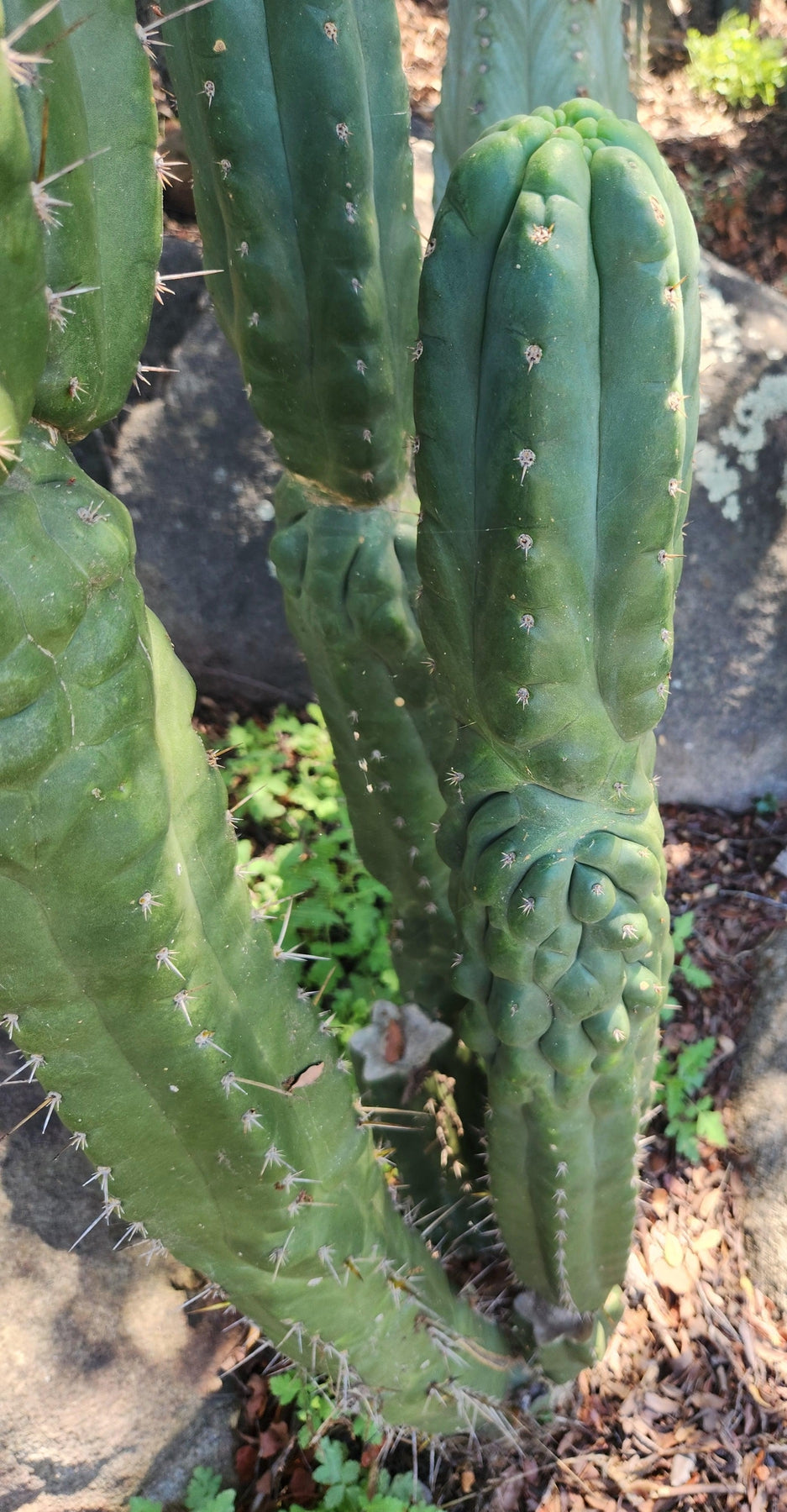 #EC144 EXACT Trichocereus Pachanoi Monstrose TPM Cactus Cutting-Cactus - Large - Exact-The Succulent Source