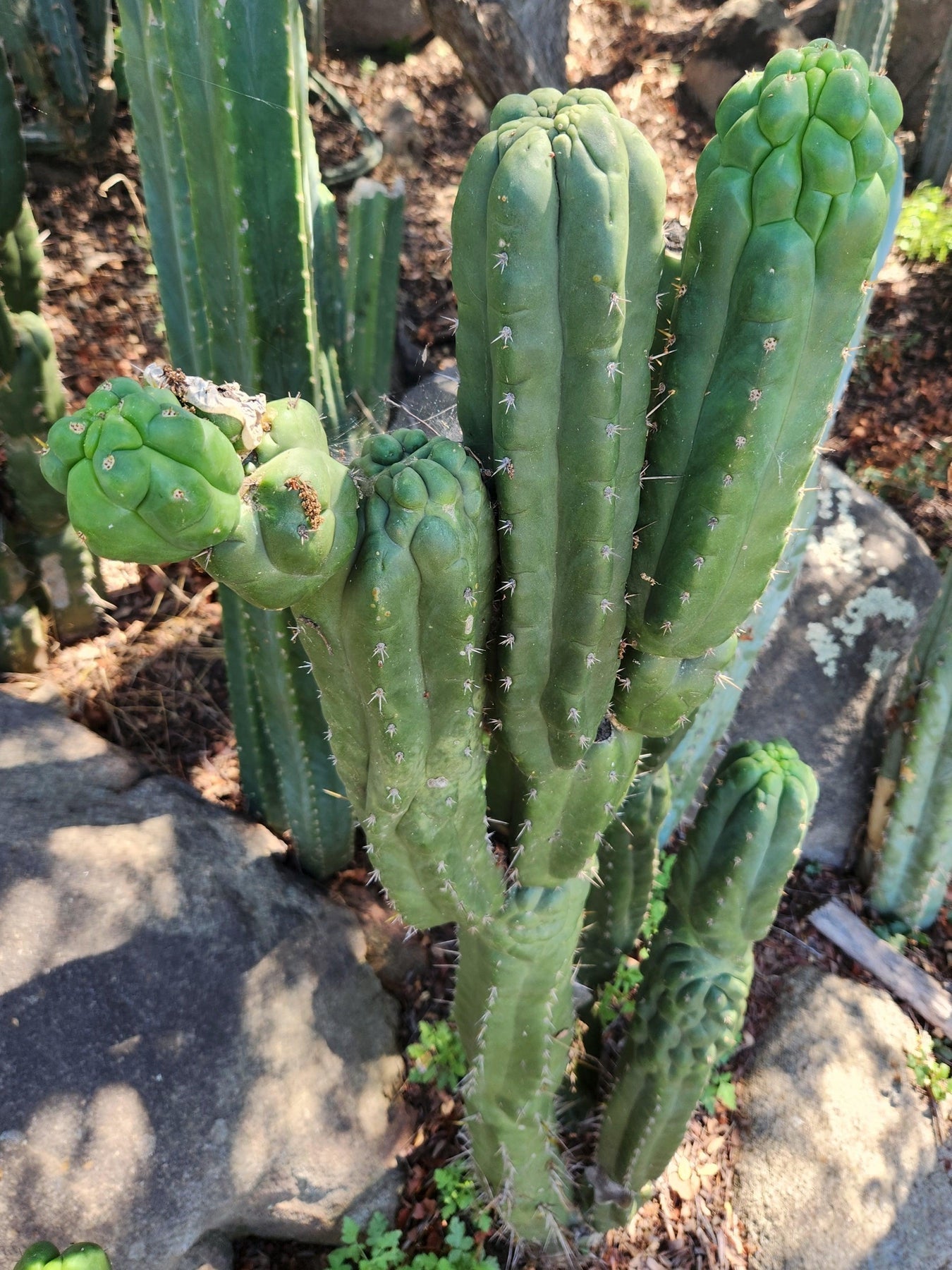 #EC144 EXACT Trichocereus Pachanoi Monstrose TPM Cactus Cutting-Cactus - Large - Exact-The Succulent Source