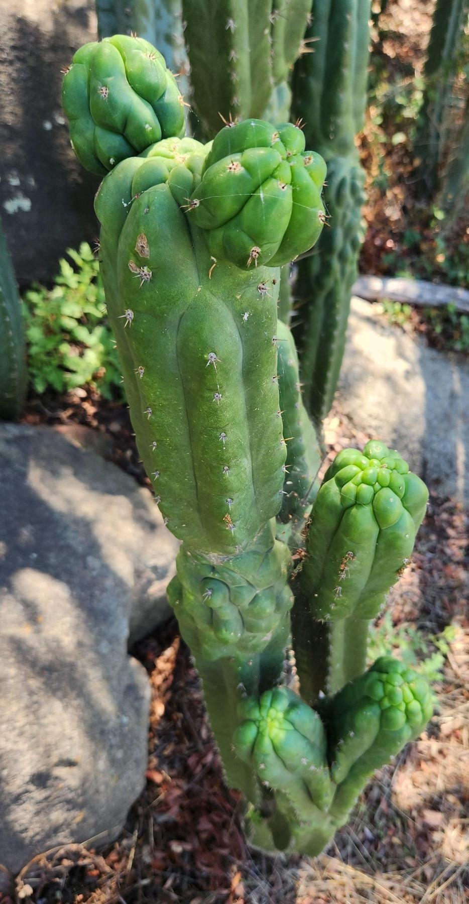 #EC144 EXACT Trichocereus Pachanoi Monstrose TPM Cactus Cutting-Cactus - Large - Exact-The Succulent Source