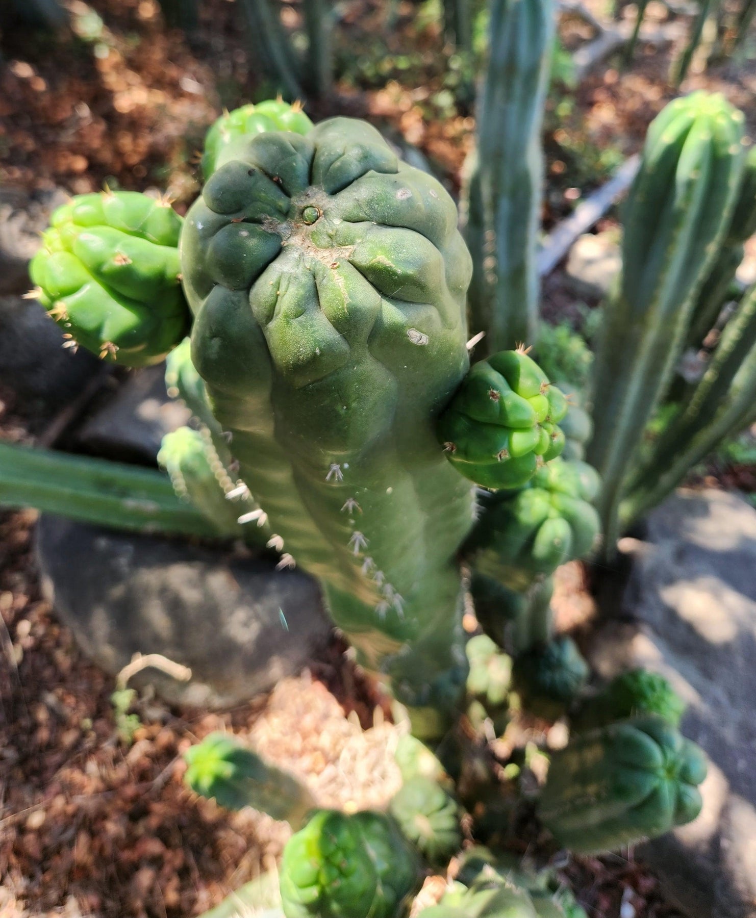 #EC144 EXACT Trichocereus Pachanoi Monstrose TPM Cactus Cutting-Cactus - Large - Exact-The Succulent Source
