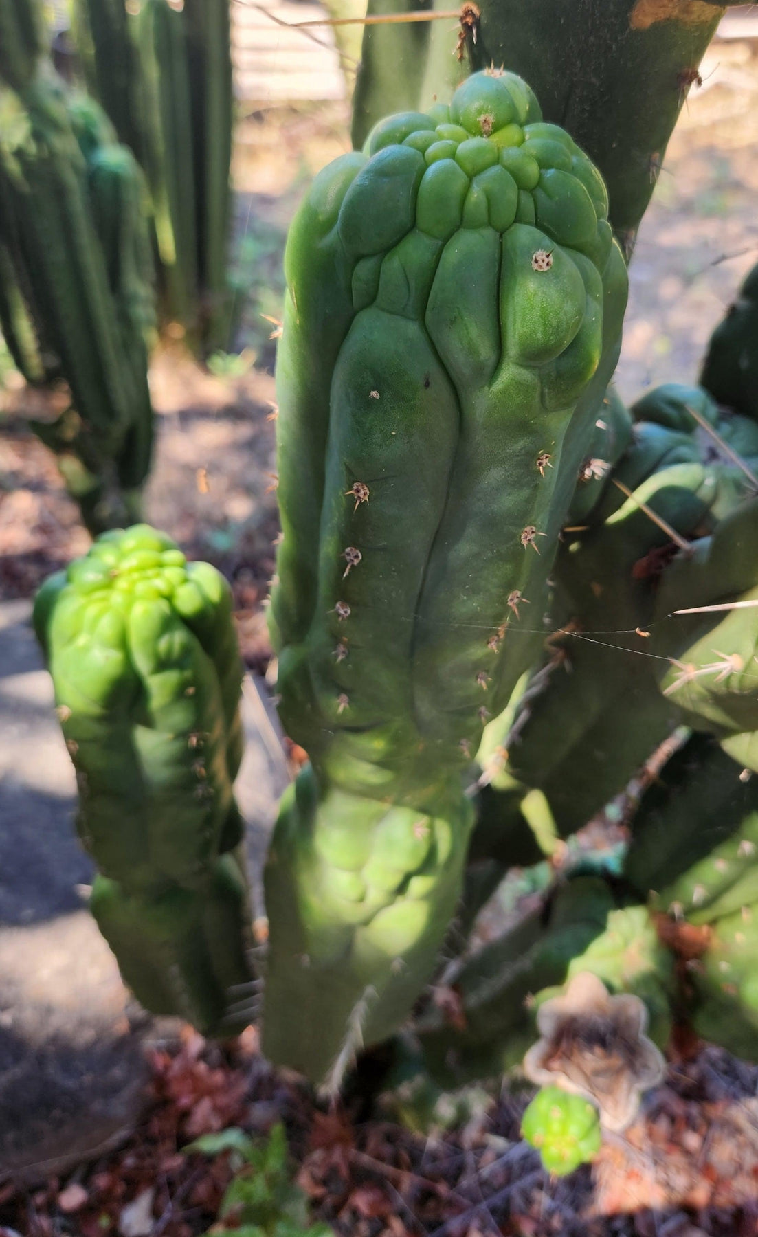 #EC144 EXACT Trichocereus Pachanoi Monstrose TPM Cactus Cutting-Cactus - Large - Exact-The Succulent Source