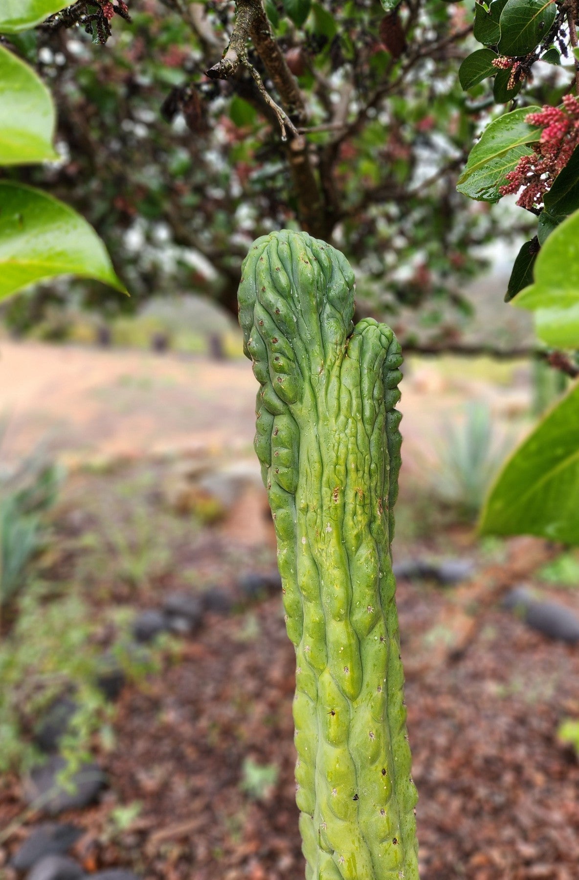 #EC144 EXACT Trichocereus Pachanoi Monstrose TPM Cactus Cutting-Cactus - Large - Exact-The Succulent Source