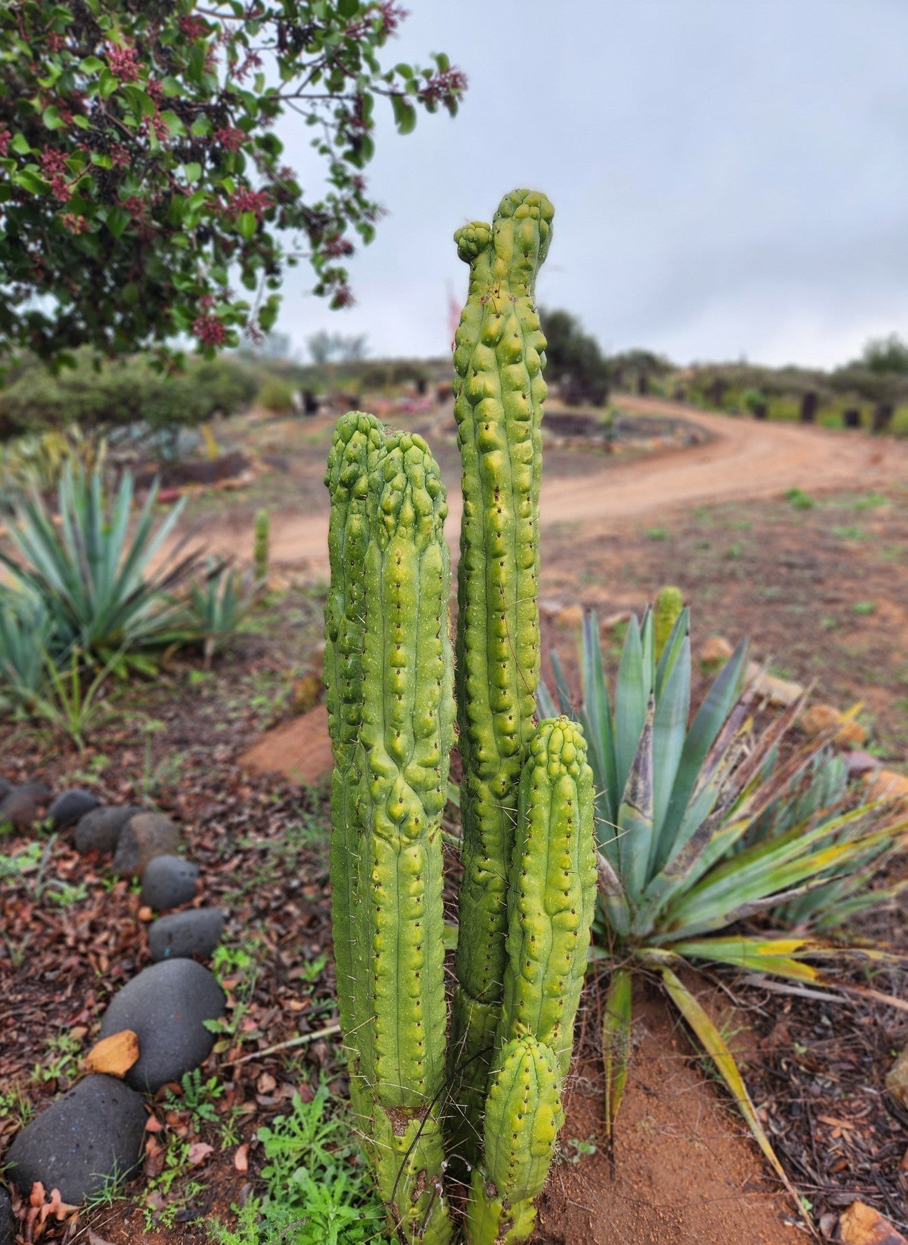 #EC144 EXACT Trichocereus Pachanoi Monstrose TPM Cactus Cutting-Cactus - Large - Exact-The Succulent Source
