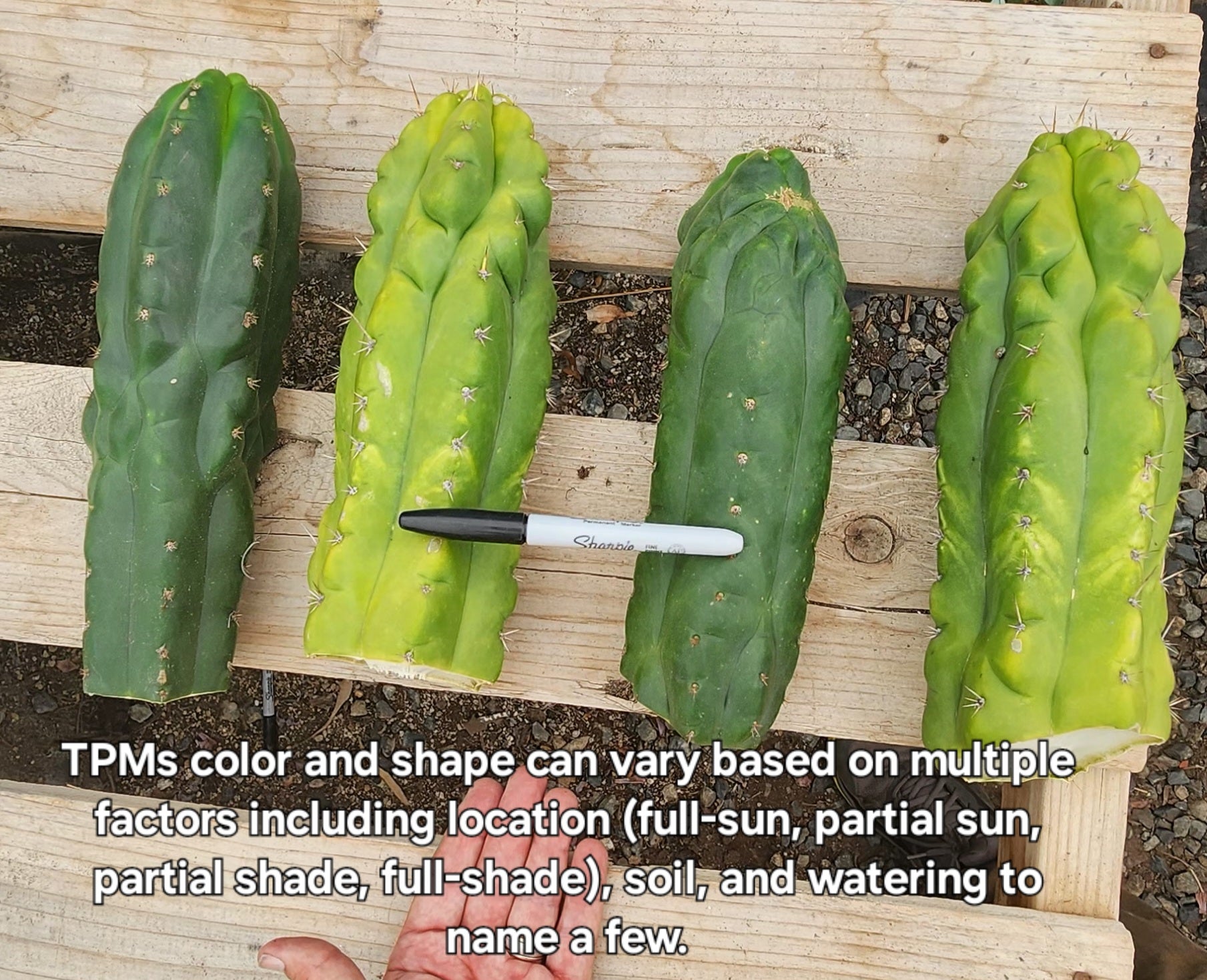 #EC144 EXACT Trichocereus Pachanoi Monstrose TPM Cactus Cuttings-Cactus - Large - Exact-The Succulent Source