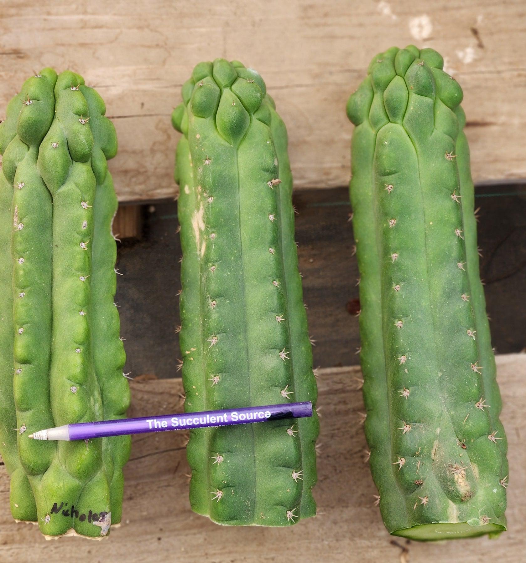 #EC144 EXACT Trichocereus Pachanoi Monstrose TPM Cactus Cutting-Cactus - Large - Exact-The Succulent Source