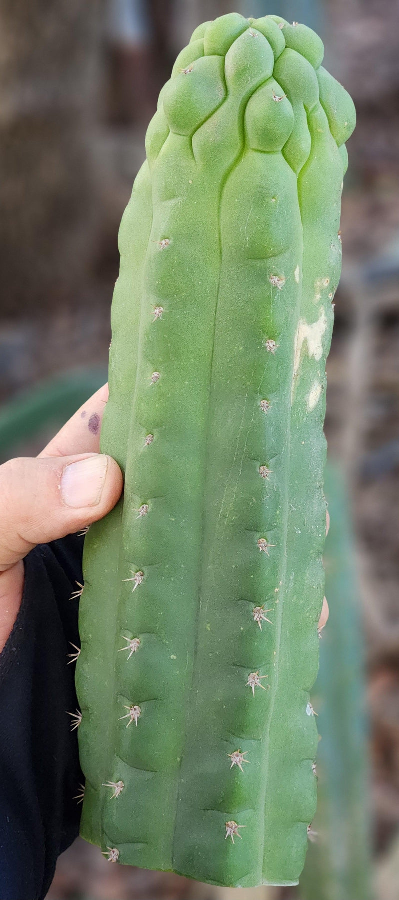 #EC144 EXACT Trichocereus Pachanoi Monstrose TPM Cactus Cutting-Cactus - Large - Exact-The Succulent Source