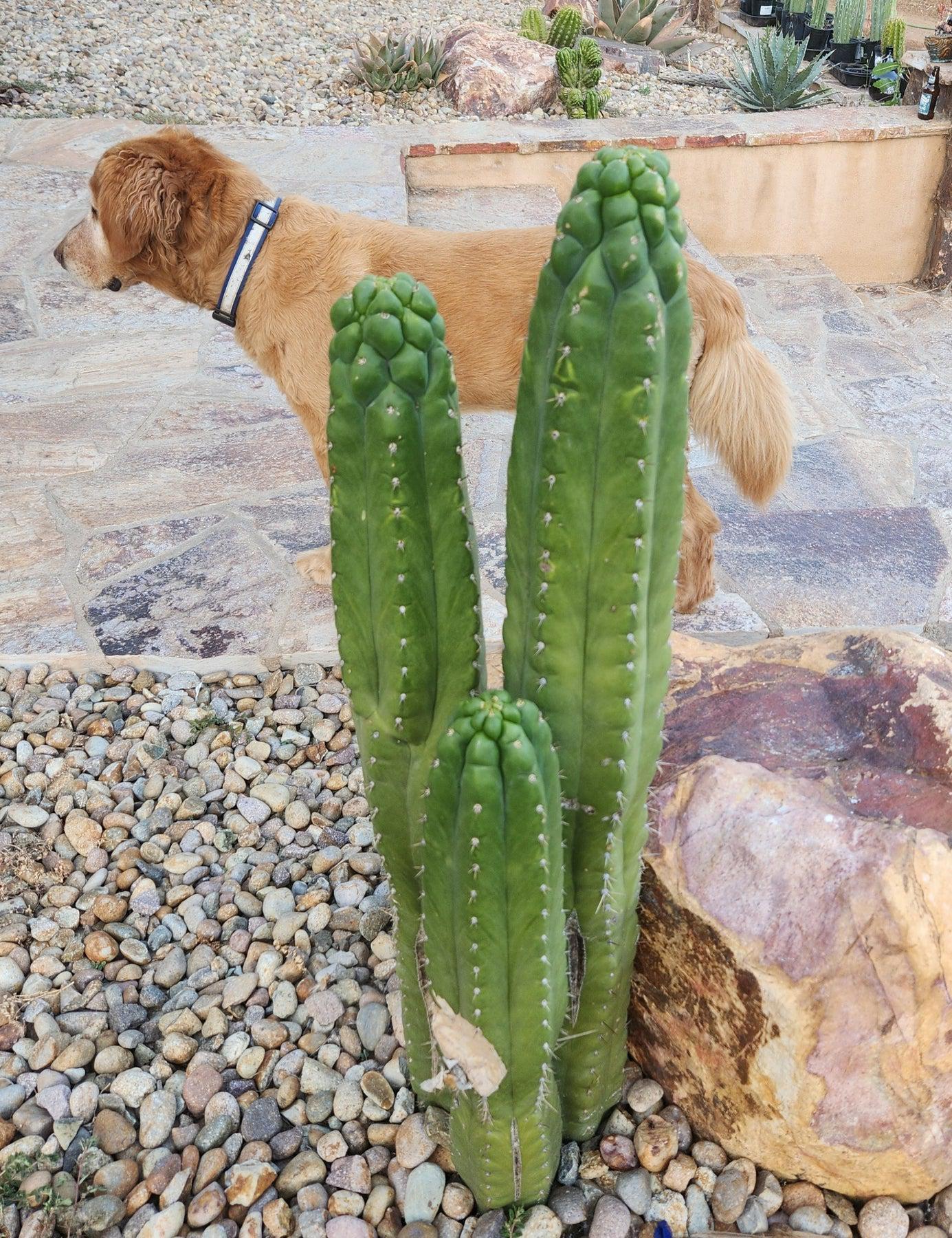 #EC144 EXACT Trichocereus Pachanoi Monstrose TPM Cactus Cutting-Cactus - Large - Exact-The Succulent Source