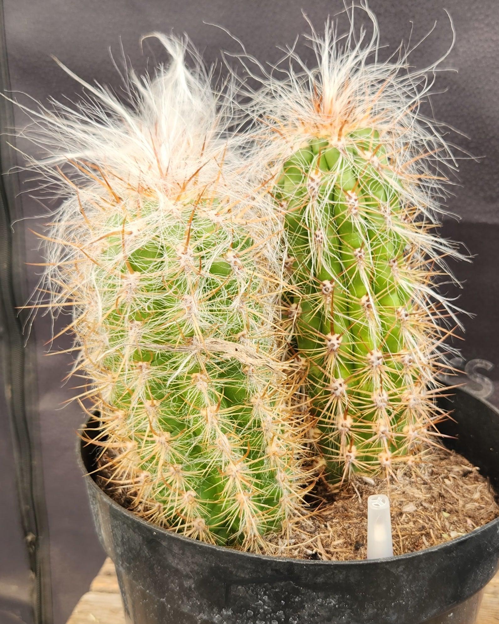 #EC145 EXACT Oreocereus Celsianus Old Man Cactus-Cactus - Large - Exact-The Succulent Source