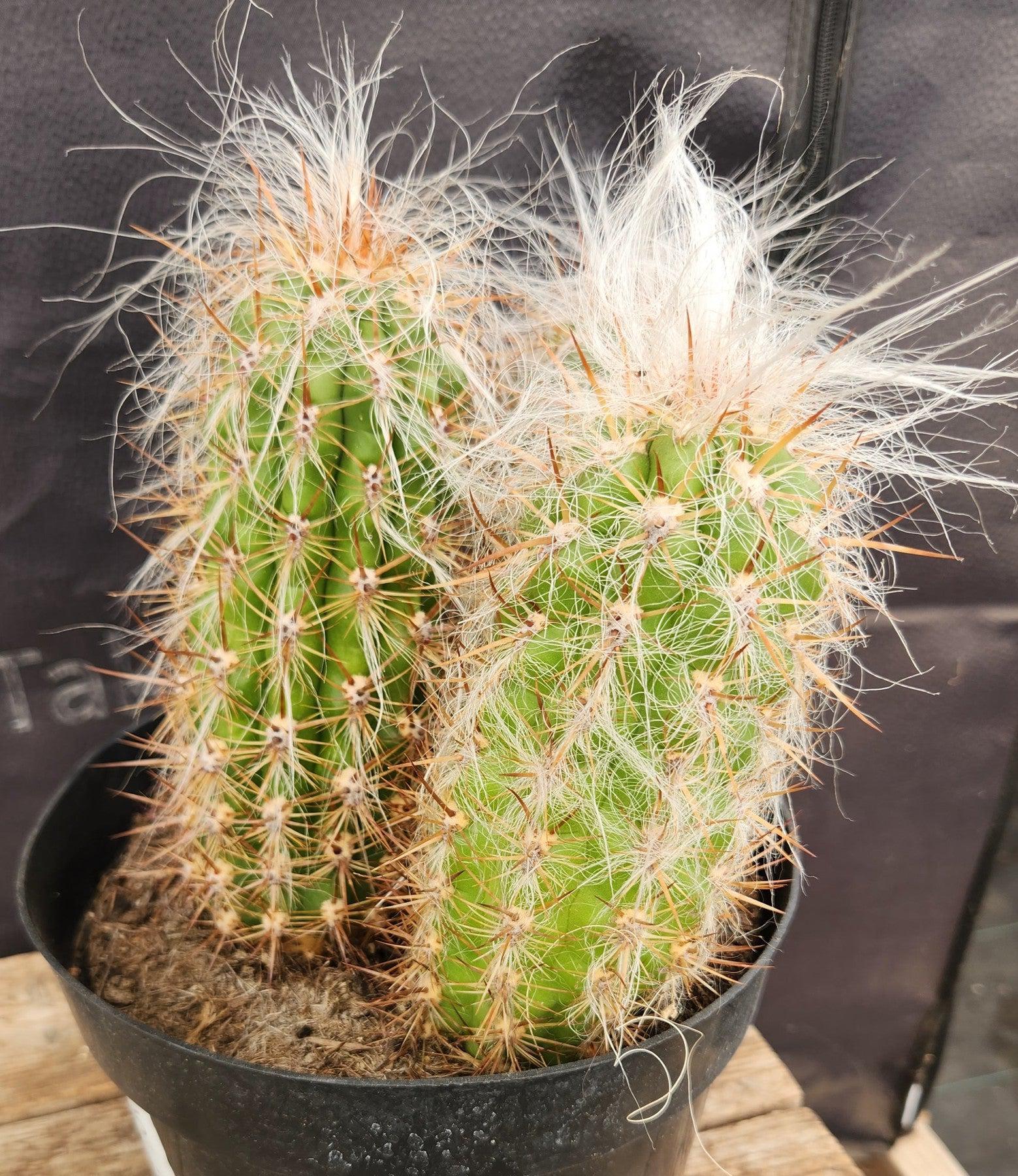 #EC145 EXACT Oreocereus Celsianus Old Man Cactus-Cactus - Large - Exact-The Succulent Source