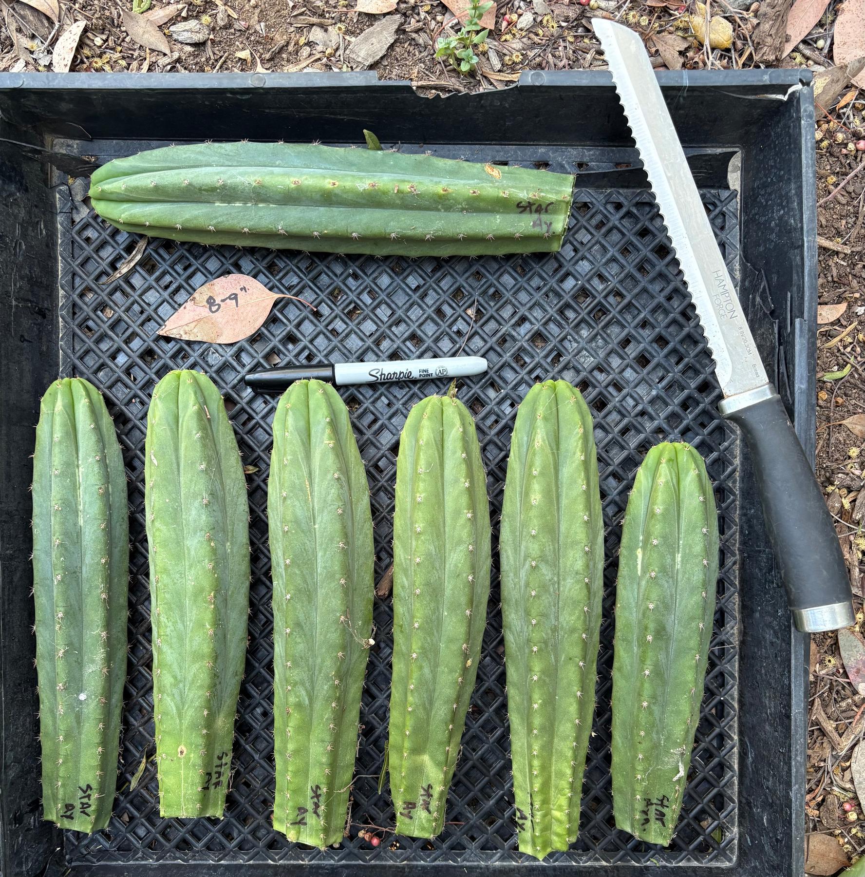 #EC145 EXACT Trichocereus Pachanoi Star Ayacucho Cactus cuttings 8-9”-Cactus - Large - Exact-The Succulent Source