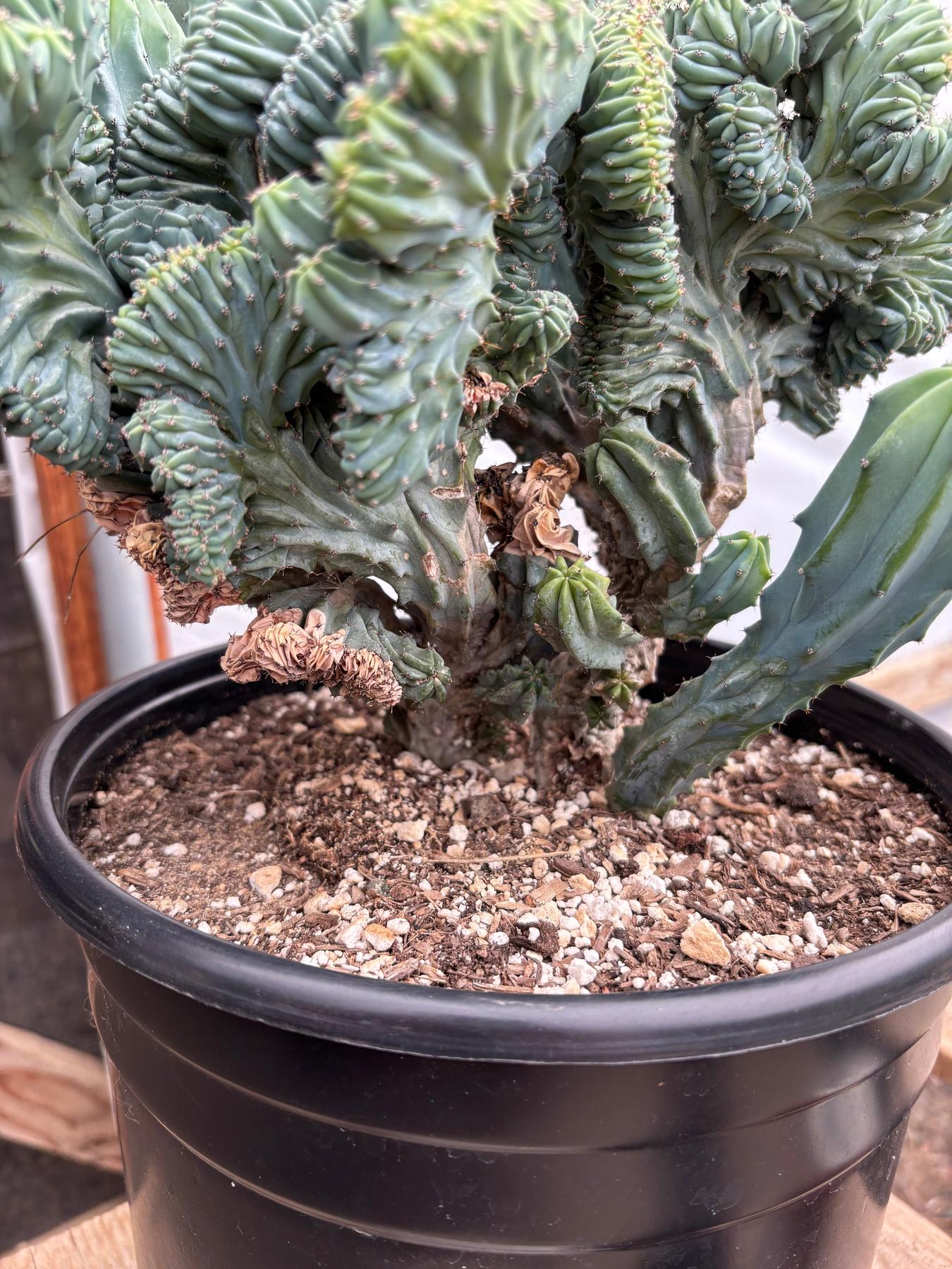 EC146 EXACT BIG Myrtillocactus Geometrizans Elite Crested Cactus