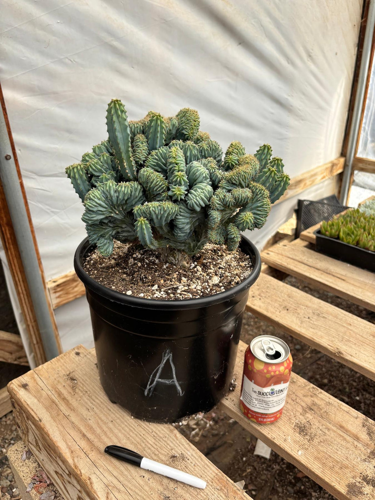 #EC146 EXACT Myrtillocactus Geometrizans Elite Crested Cactus-Cactus - Large - Exact-The Succulent Source