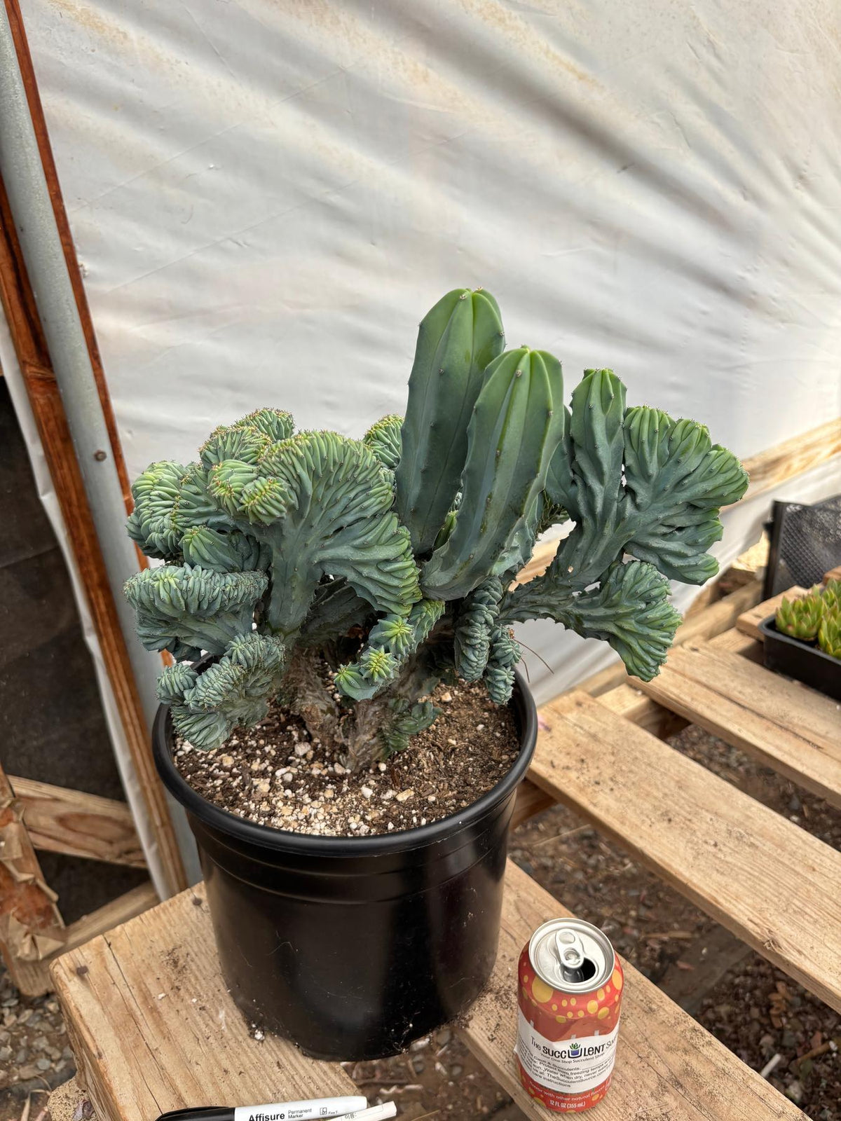 #EC146 EXACT Myrtillocactus Geometrizans Elite Crested Cactus-Cactus - Large - Exact-The Succulent Source