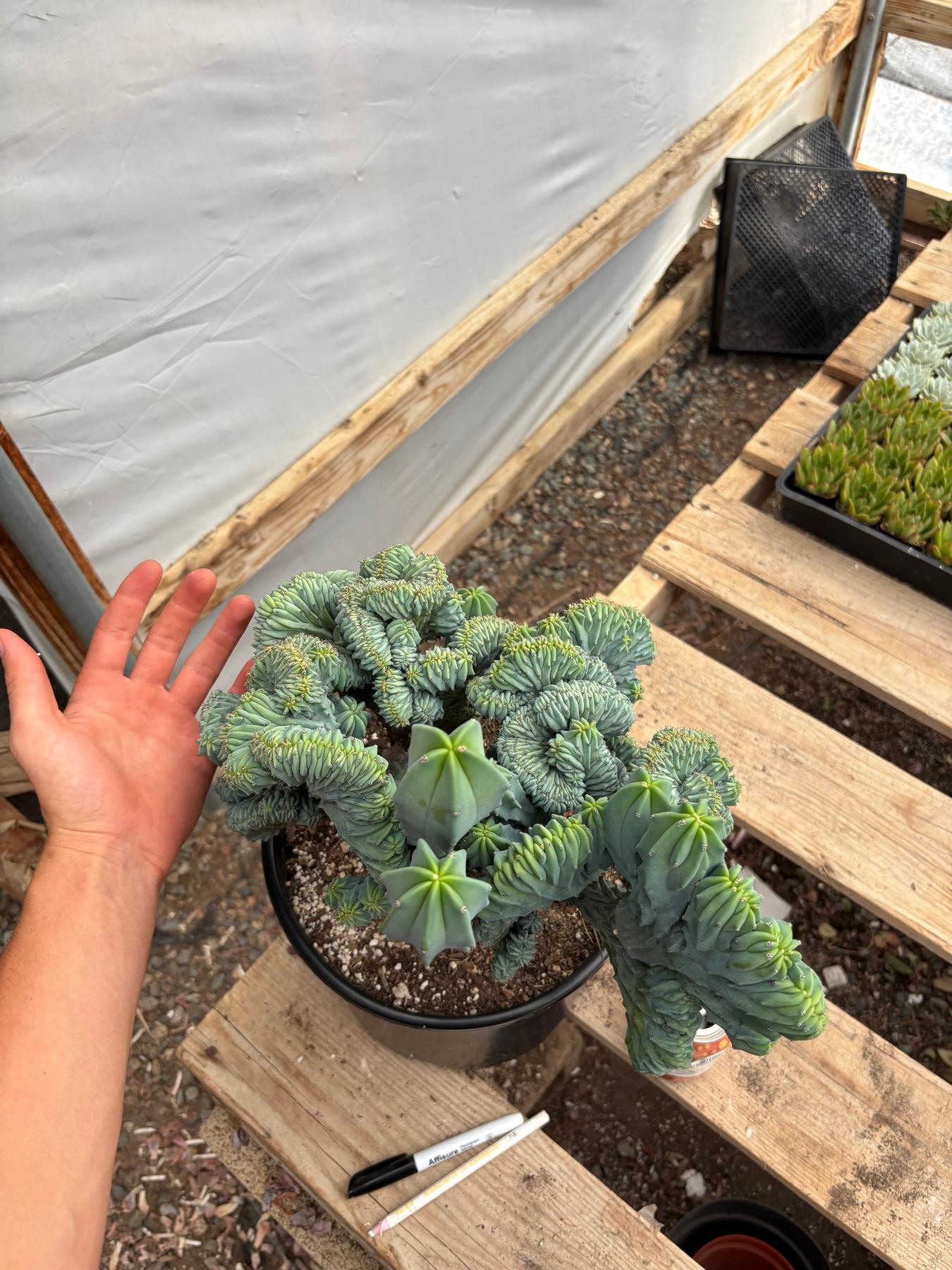 #EC146 EXACT Myrtillocactus Geometrizans Elite Crested Cactus-Cactus - Large - Exact-The Succulent Source