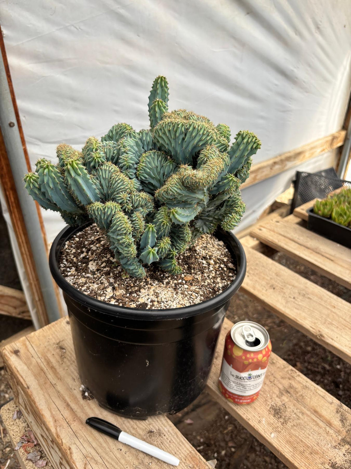 #EC146 EXACT Myrtillocactus Geometrizans Elite Crested Cactus-Cactus - Large - Exact-The Succulent Source