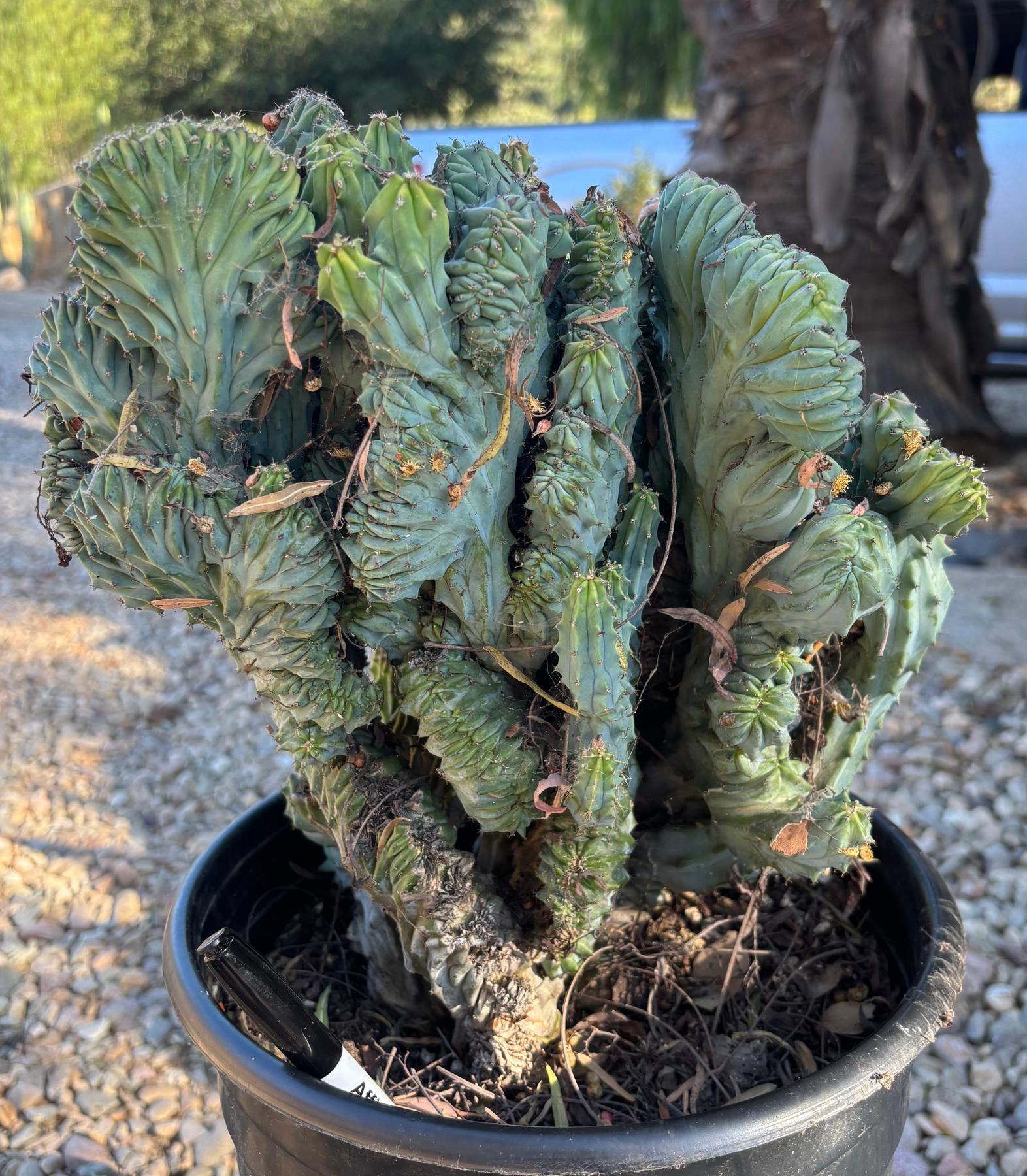 #EC146 EXACT Myrtillocactus Geometrizans Elite Crested Cactus-Cactus - Large - Exact-The Succulent Source