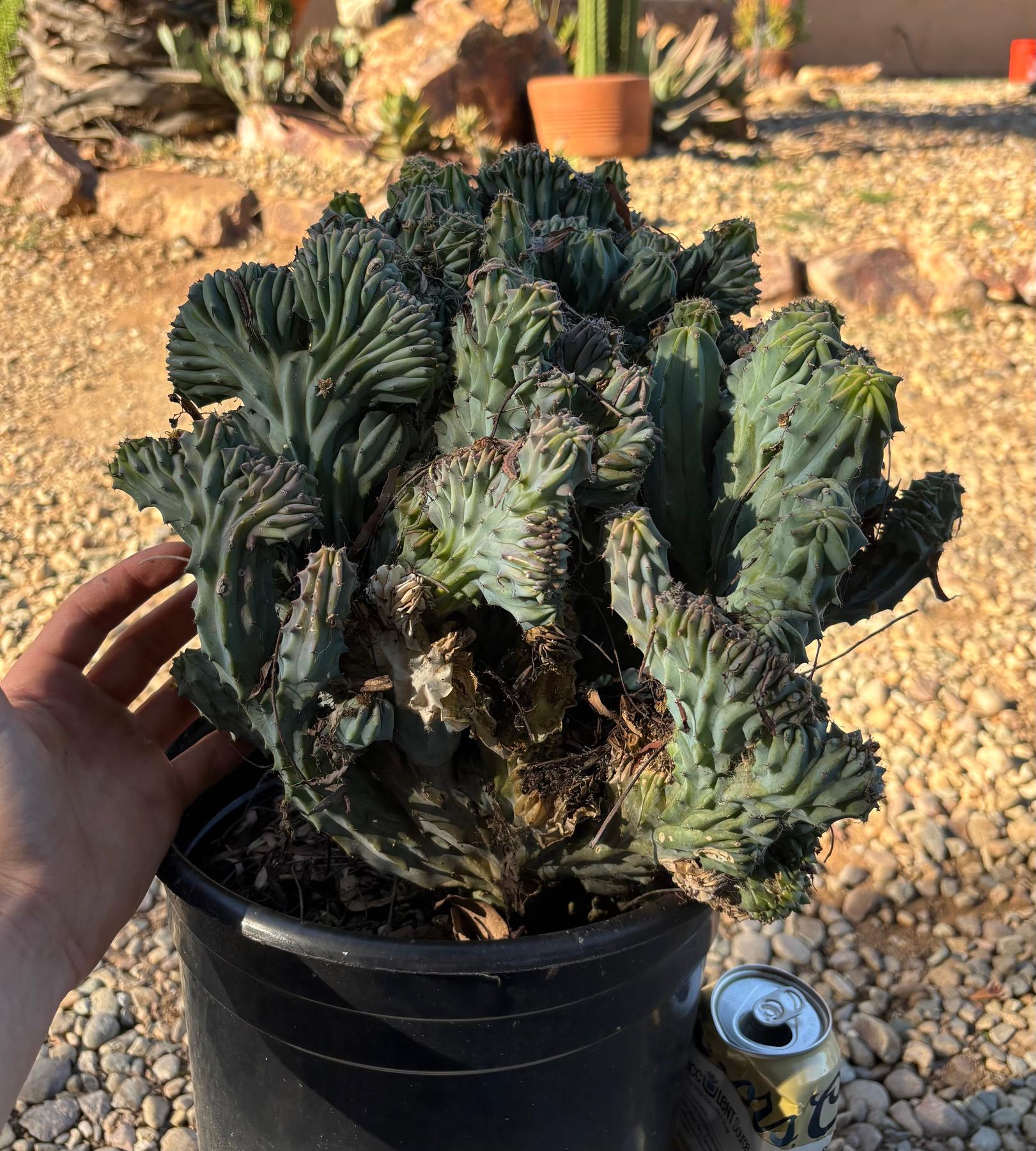 #EC146 EXACT Myrtillocactus Geometrizans Elite Crested Cactus-Cactus - Large - Exact-The Succulent Source