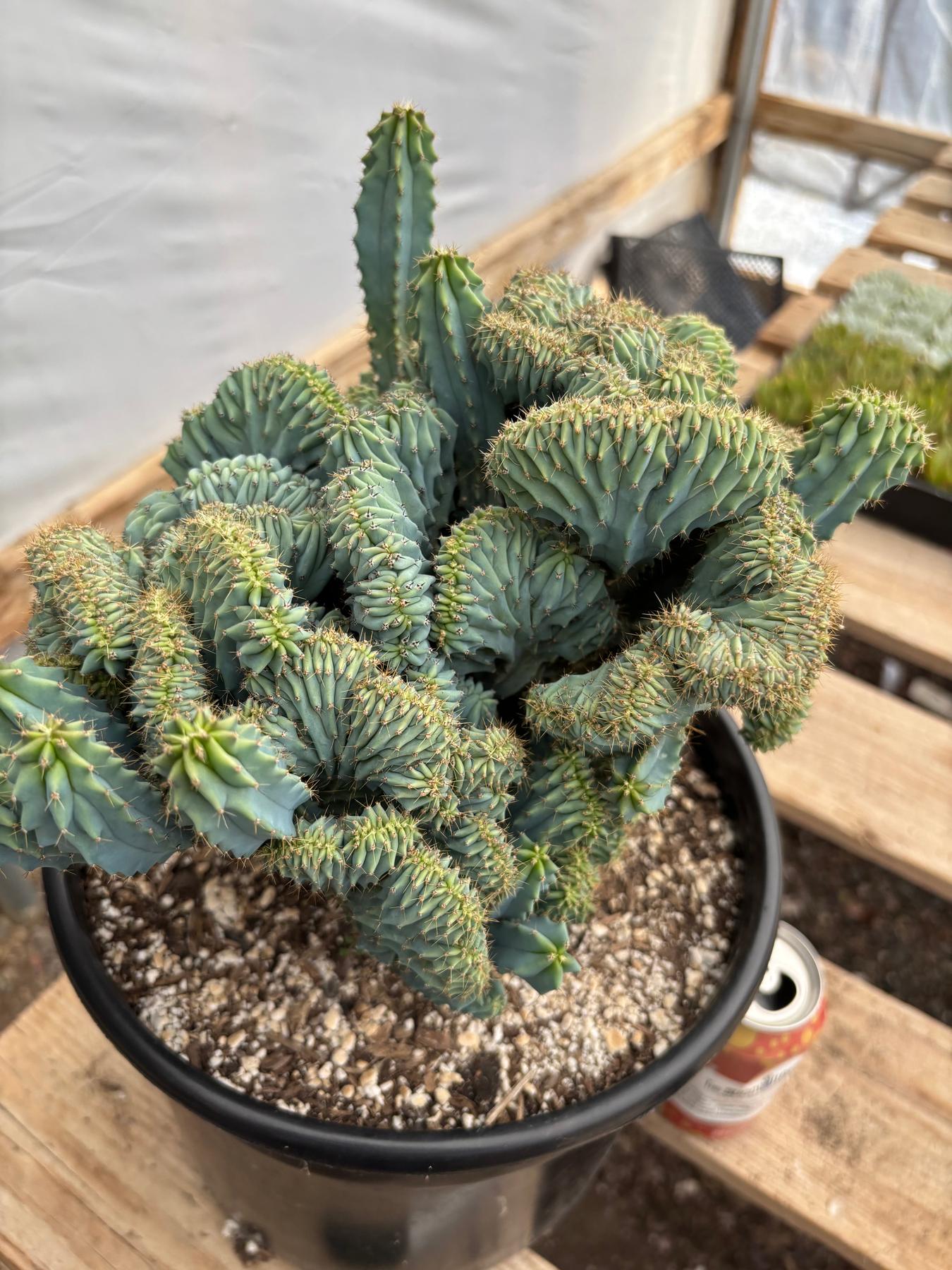 #EC146 EXACT Myrtillocactus Geometrizans Elite Crested Cactus-Cactus - Large - Exact-The Succulent Source