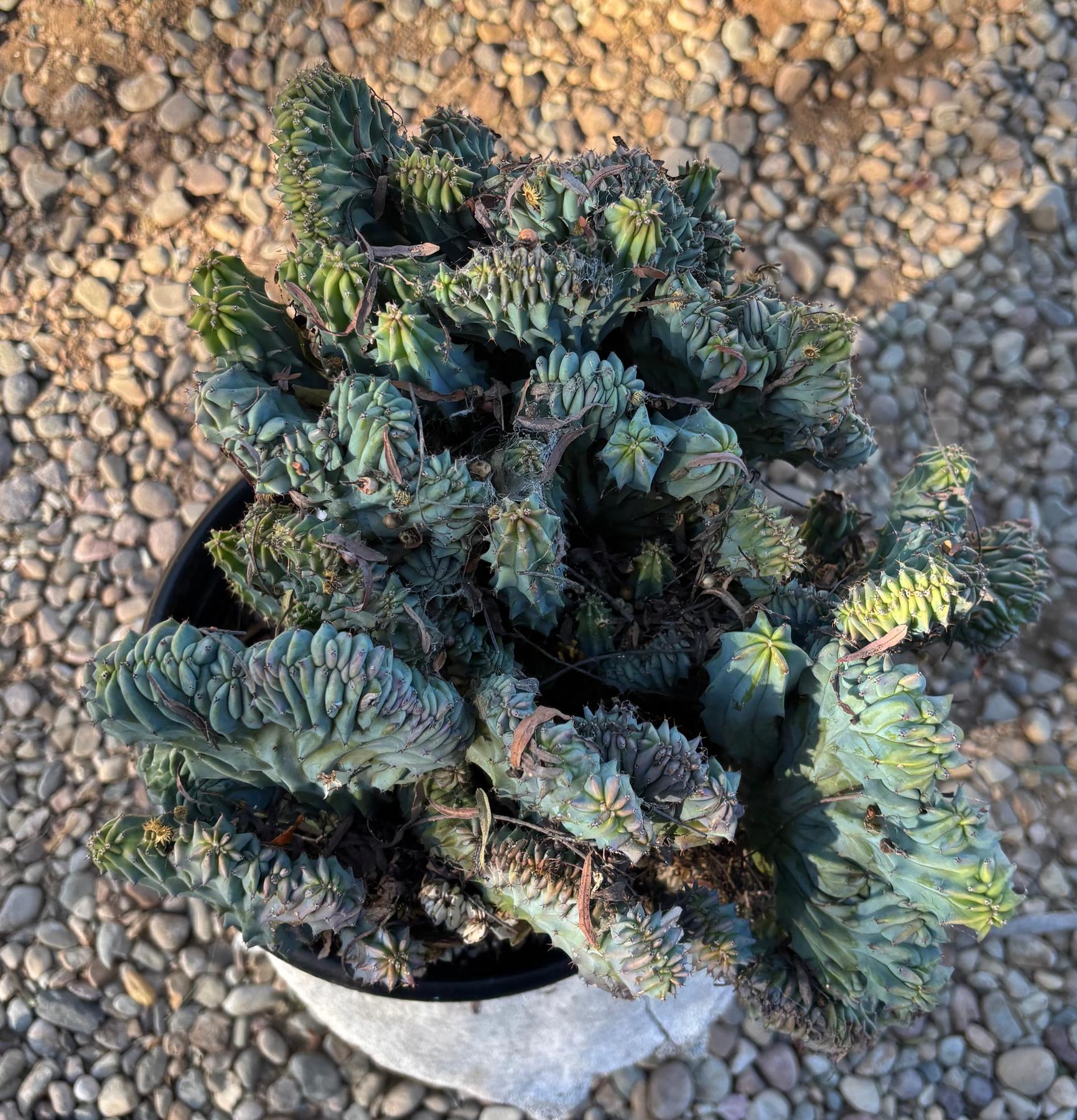 #EC146 EXACT Myrtillocactus Geometrizans Elite Crested Cactus-Cactus - Large - Exact-The Succulent Source