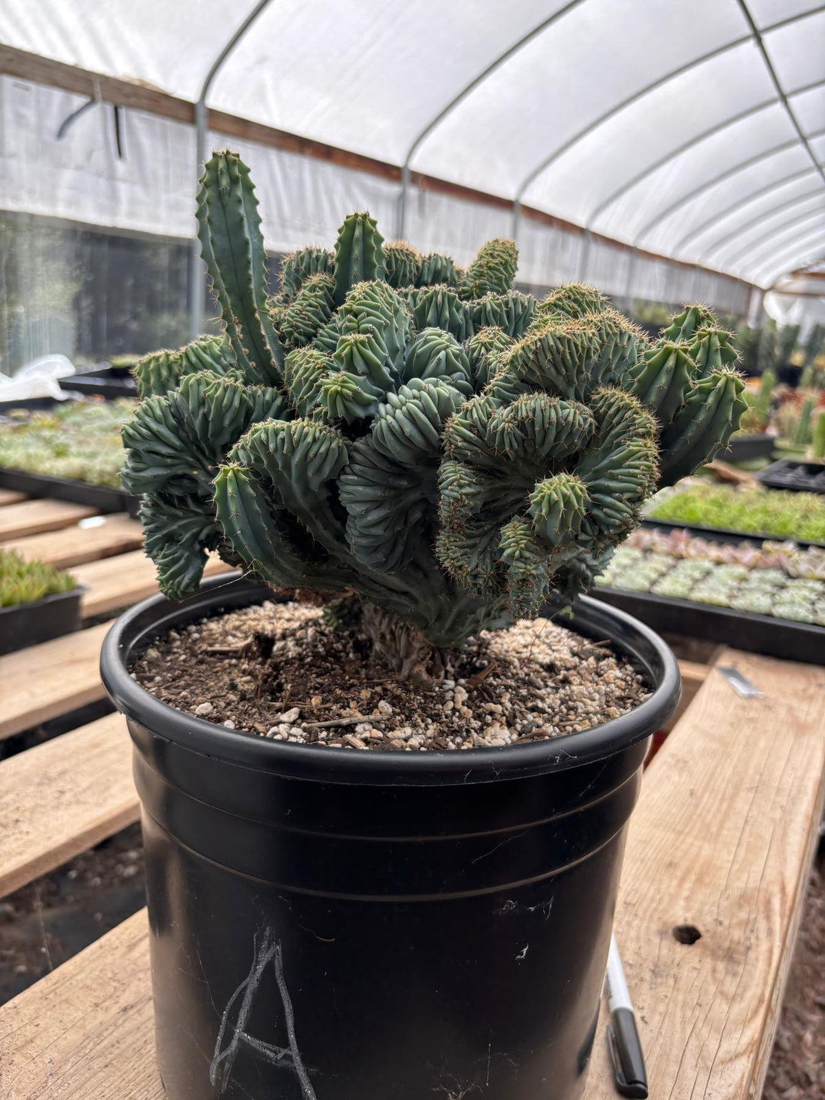 #EC146 EXACT Myrtillocactus Geometrizans Elite Crested Cactus-Cactus - Large - Exact-The Succulent Source