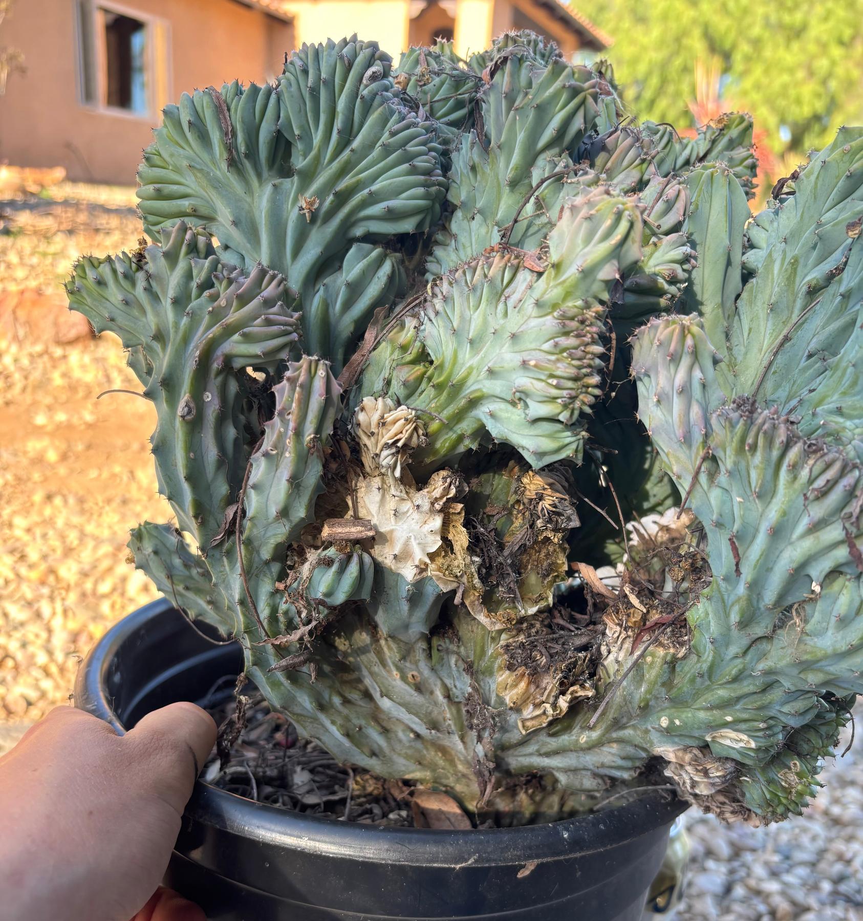 #EC146 EXACT Myrtillocactus Geometrizans Elite Crested Cactus-Cactus - Large - Exact-The Succulent Source