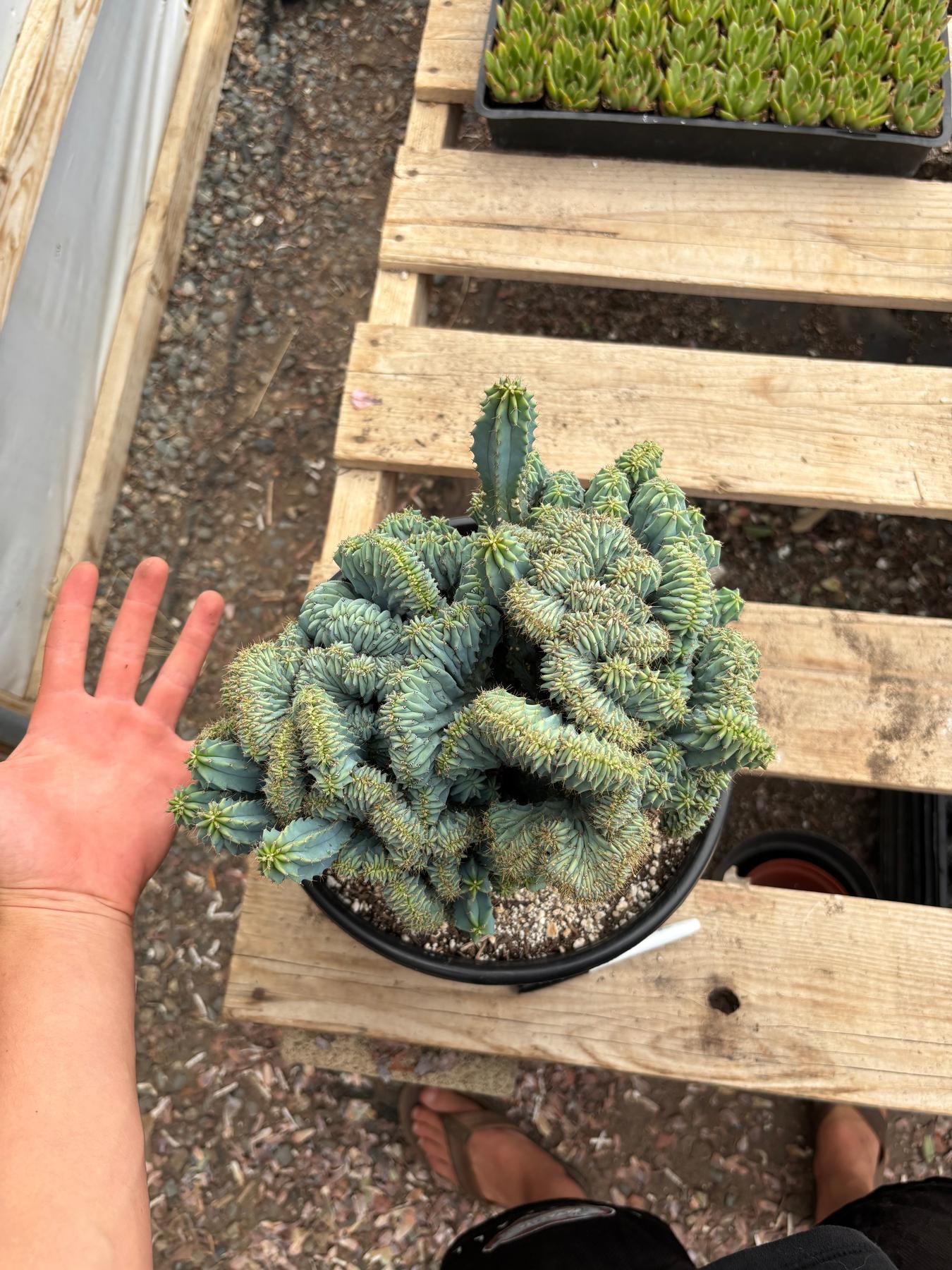 #EC146 EXACT Myrtillocactus Geometrizans Elite Crested Cactus-Cactus - Large - Exact-The Succulent Source