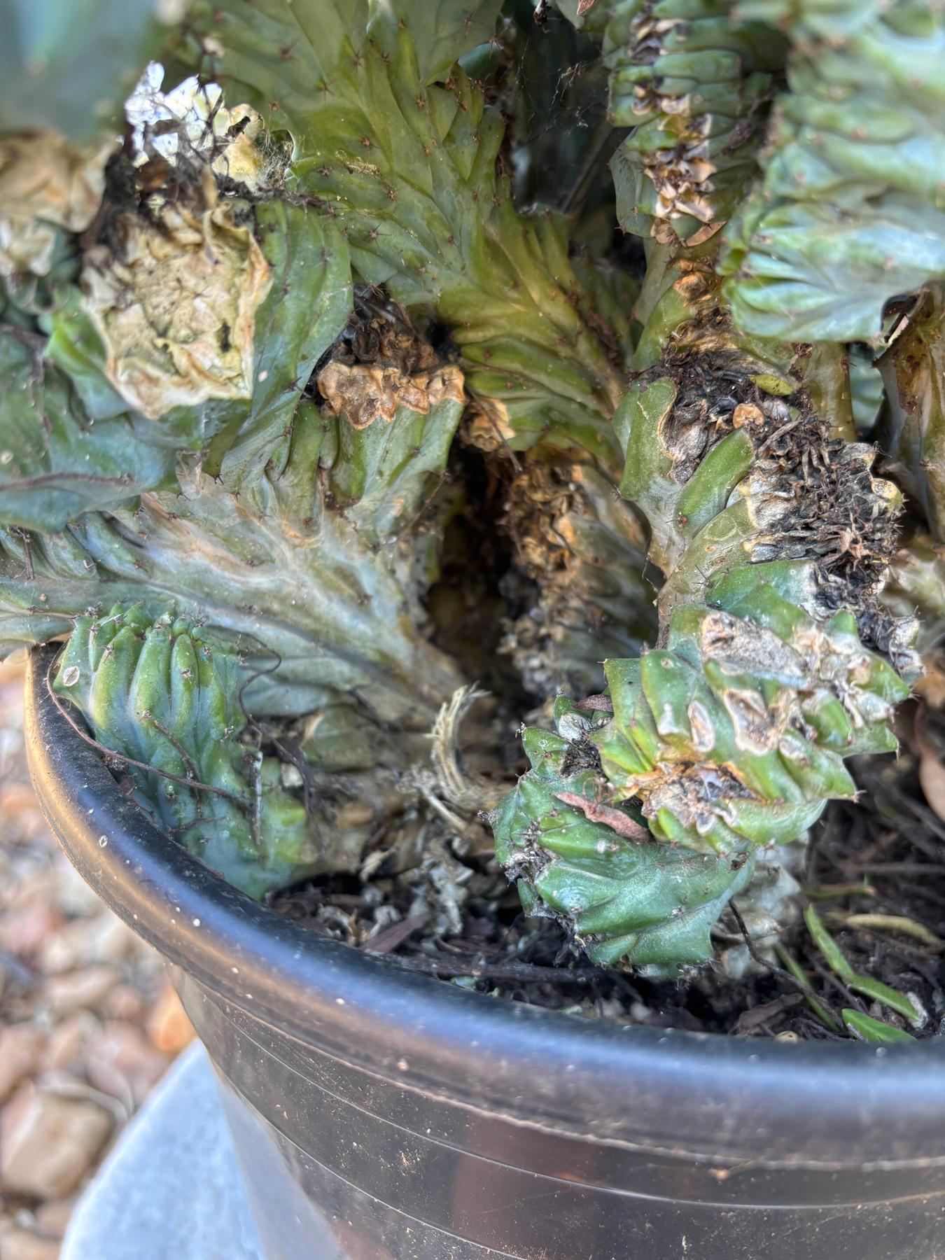 #EC146 EXACT Myrtillocactus Geometrizans Elite Crested Cactus-Cactus - Large - Exact-The Succulent Source