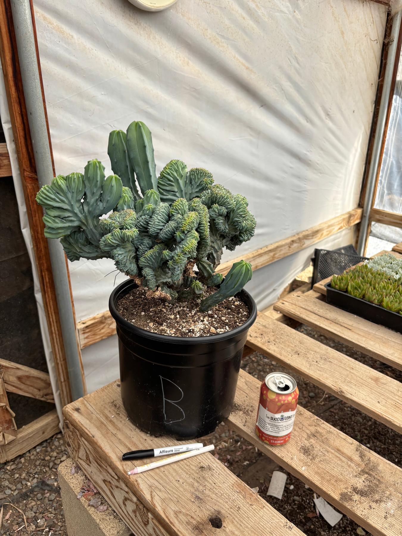 #EC146 EXACT Myrtillocactus Geometrizans Elite Crested Cactus-Cactus - Large - Exact-The Succulent Source