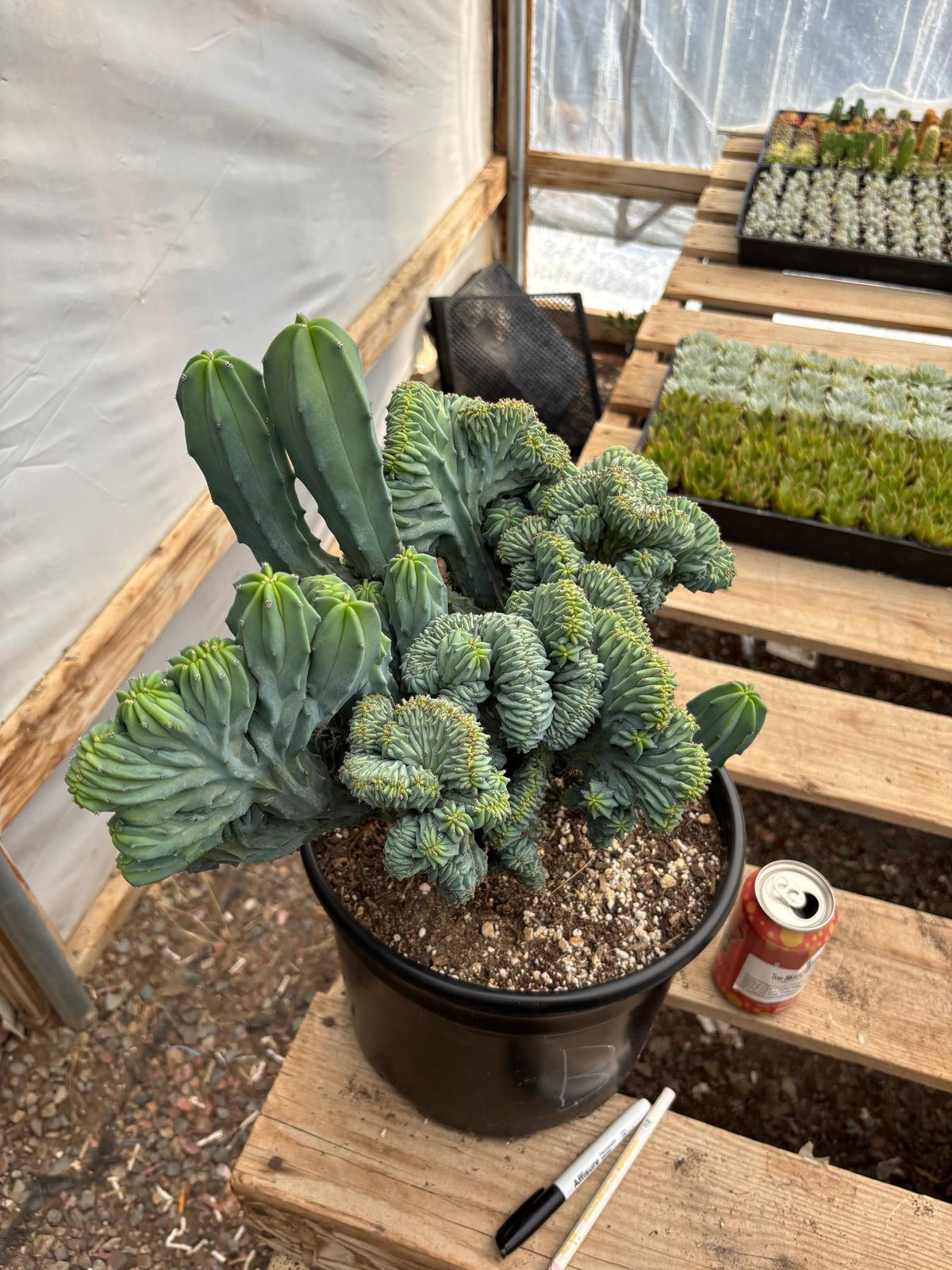 #EC146 EXACT Myrtillocactus Geometrizans Elite Crested Cactus-Cactus - Large - Exact-The Succulent Source