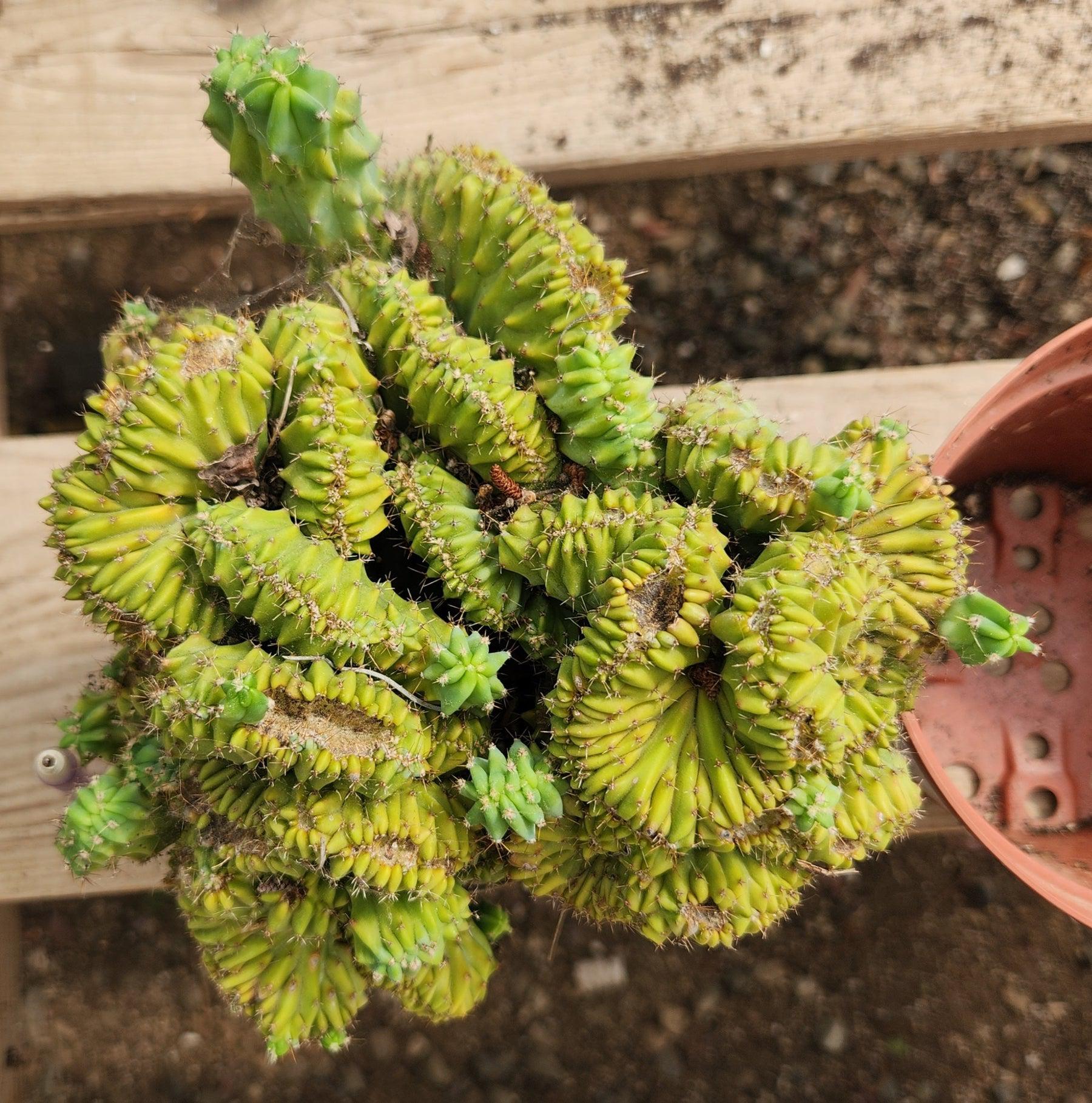 #EC146 EXACT Myrtillocactus Geometrizans Elite Crested Cactus-Cactus - Large - Exact-The Succulent Source