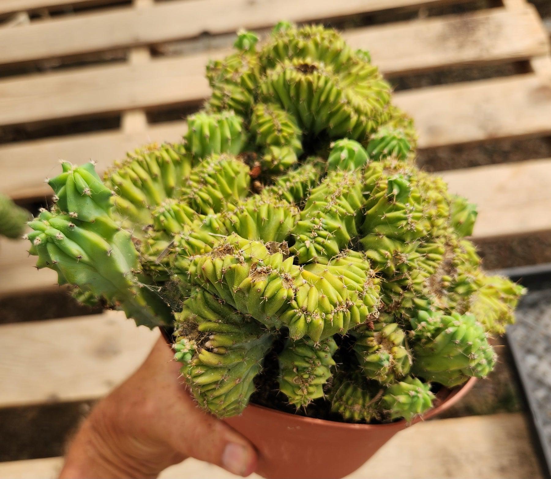 #EC146 EXACT Myrtillocactus Geometrizans Elite Crested Cactus-Cactus - Large - Exact-The Succulent Source