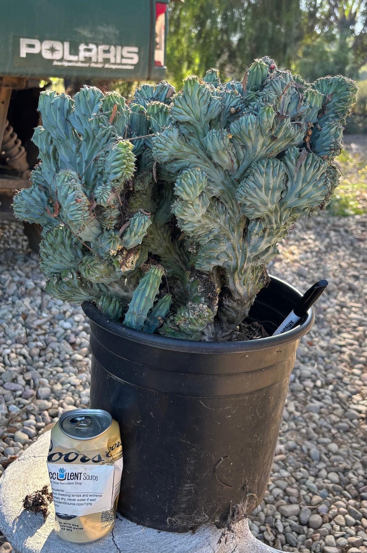 #EC146 EXACT Myrtillocactus Geometrizans Elite Crested Cactus-Cactus - Large - Exact-The Succulent Source