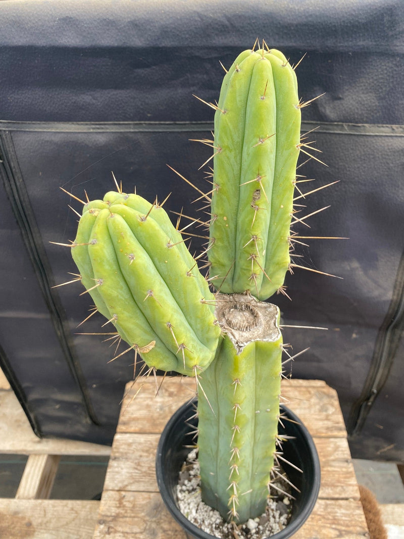 #EC147 EXACT Trichocereus Bridgesii  Jiimz Cactus 17.5”