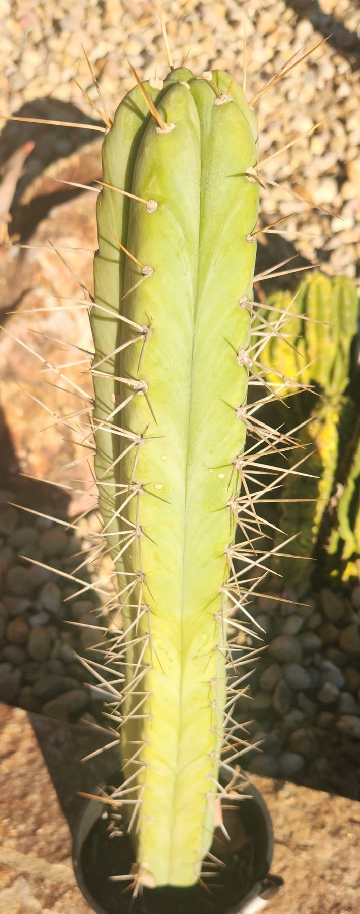 #EC147 EXACT Trichocereus Bridgesii Jiimz Cactus 25”-Cactus - Large - Exact-The Succulent Source