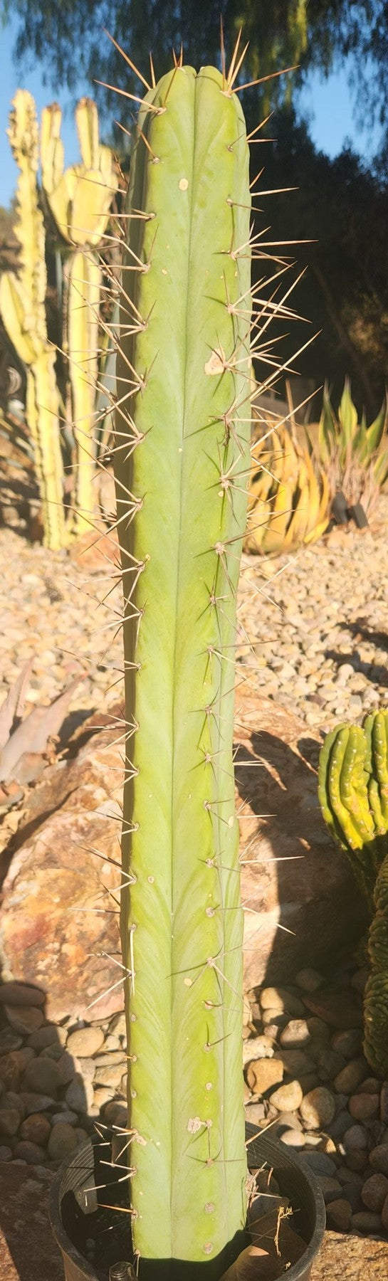 #EC147 EXACT Trichocereus Bridgesii Jiimz Cactus 25”-Cactus - Large - Exact-The Succulent Source