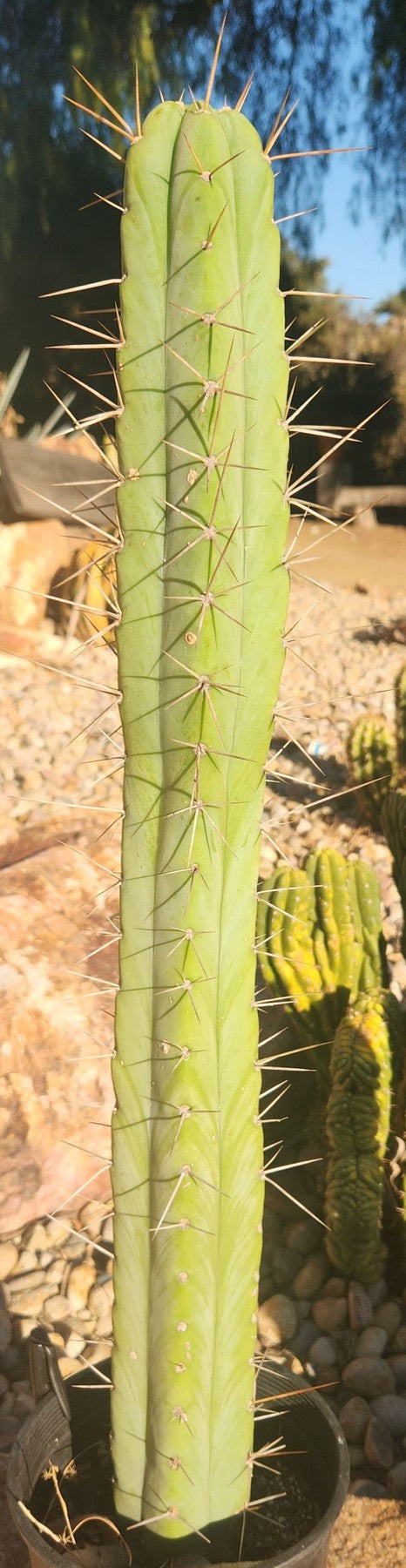 #EC147 EXACT Trichocereus Bridgesii Jiimz Cactus 25”-Cactus - Large - Exact-The Succulent Source