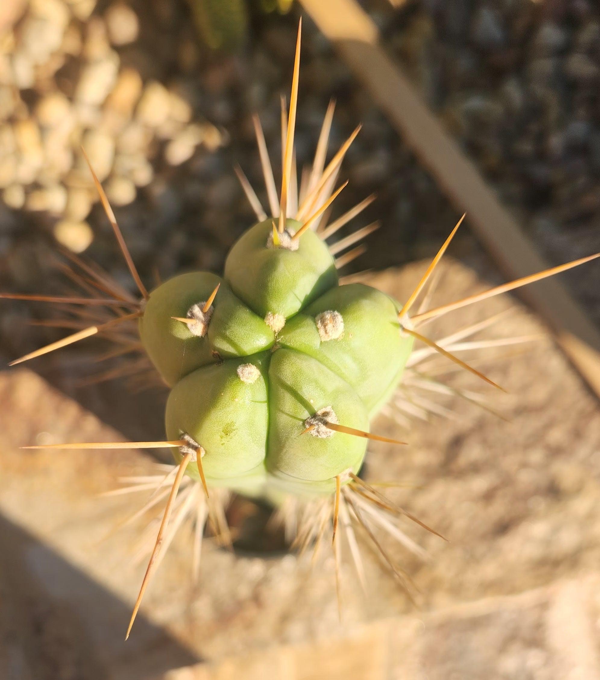 #EC147 EXACT Trichocereus Bridgesii Jiimz Cactus 25”-Cactus - Large - Exact-The Succulent Source