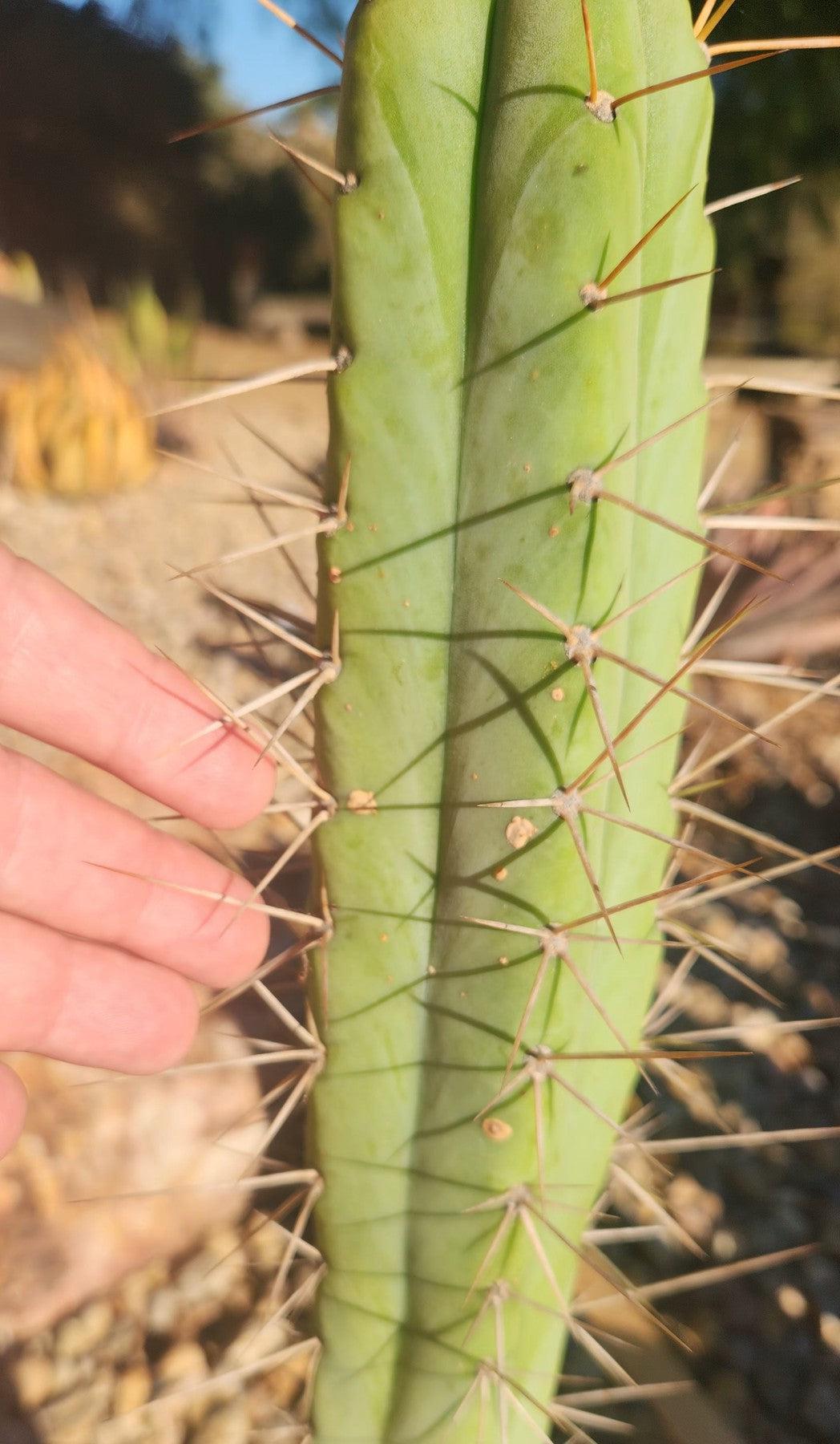 #EC147 EXACT Trichocereus Bridgesii Jiimz Cactus 25”-Cactus - Large - Exact-The Succulent Source