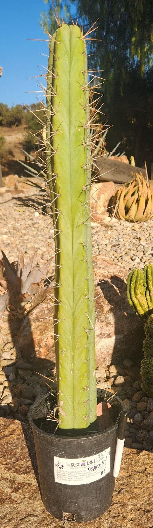 #EC147 EXACT Trichocereus Bridgesii Jiimz Cactus 25”-Cactus - Large - Exact-The Succulent Source