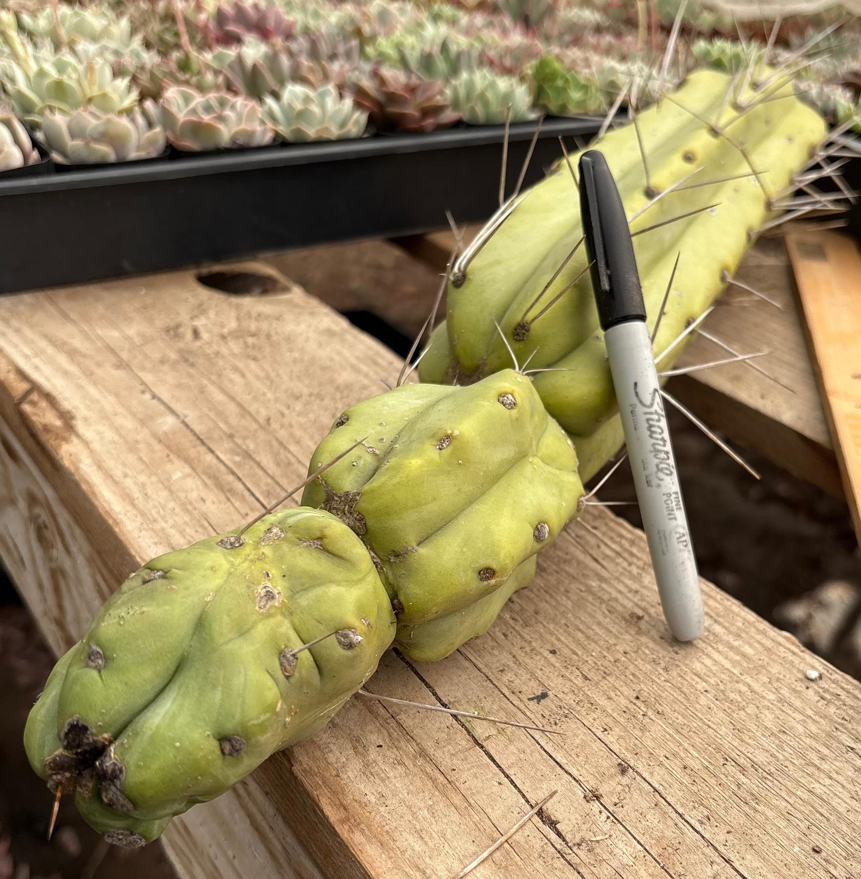 #EC147 EXACT Trichocereus Bridgesii Jiimz Twin Spinez Cactus 20” Cutting-Cactus - Large - Exact-The Succulent Source