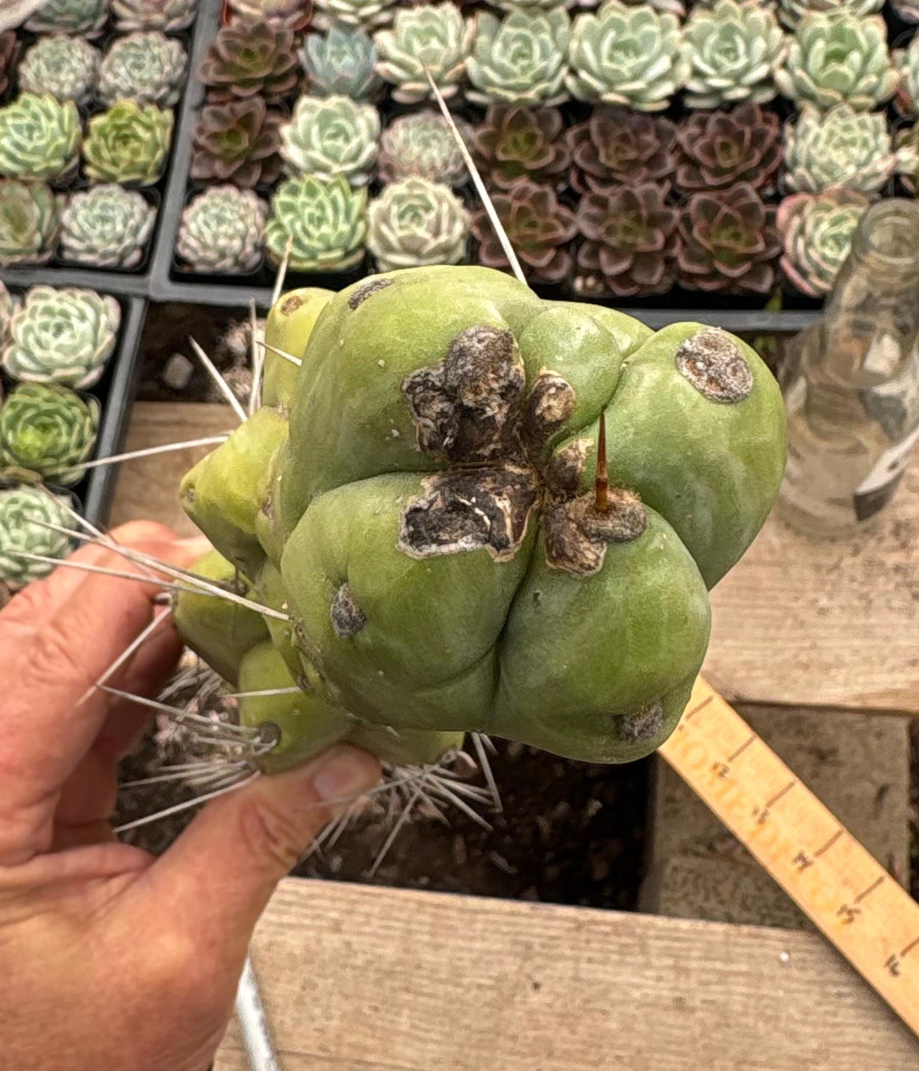 #EC147 EXACT Trichocereus Bridgesii Jiimz Twin Spinez Cactus 20” Cutting-Cactus - Large - Exact-The Succulent Source