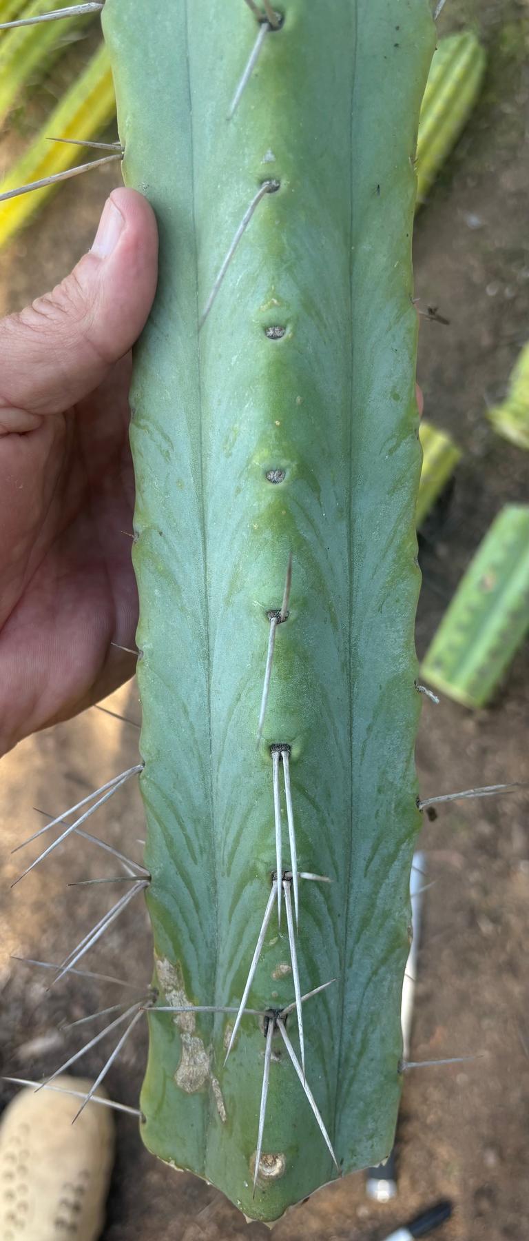 #EC147 EXACT Trichocereus Bridgesii Jiimz Twin Spinez Cactus 20” Cutting-Cactus - Large - Exact-The Succulent Source