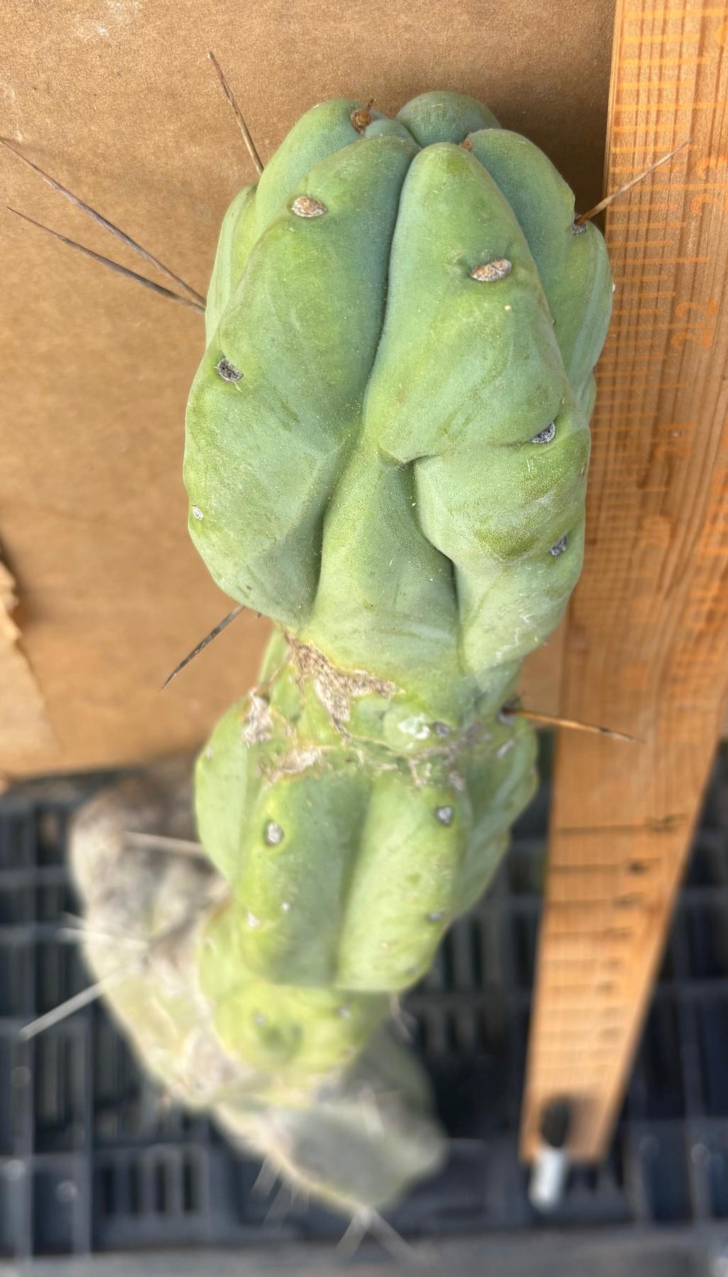 #EC147 EXACT Trichocereus Bridgesii Jiimz Twin Spinez Cactus 23” Cutting-Cactus - Large - Exact-The Succulent Source