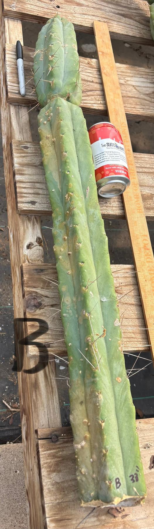 #EC147 EXACT Trichocereus Bridgesii Jiimz Twin Spinez LONG Cactus Cuttings-Cactus - Large - Exact-The Succulent Source