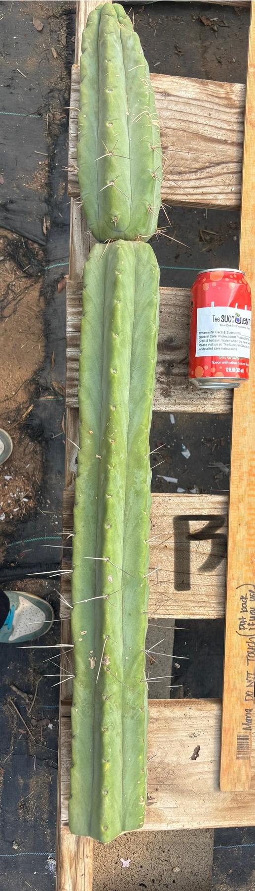 #EC147 EXACT Trichocereus Bridgesii Jiimz Twin Spinez LONG Cactus Cuttings-Cactus - Large - Exact-The Succulent Source