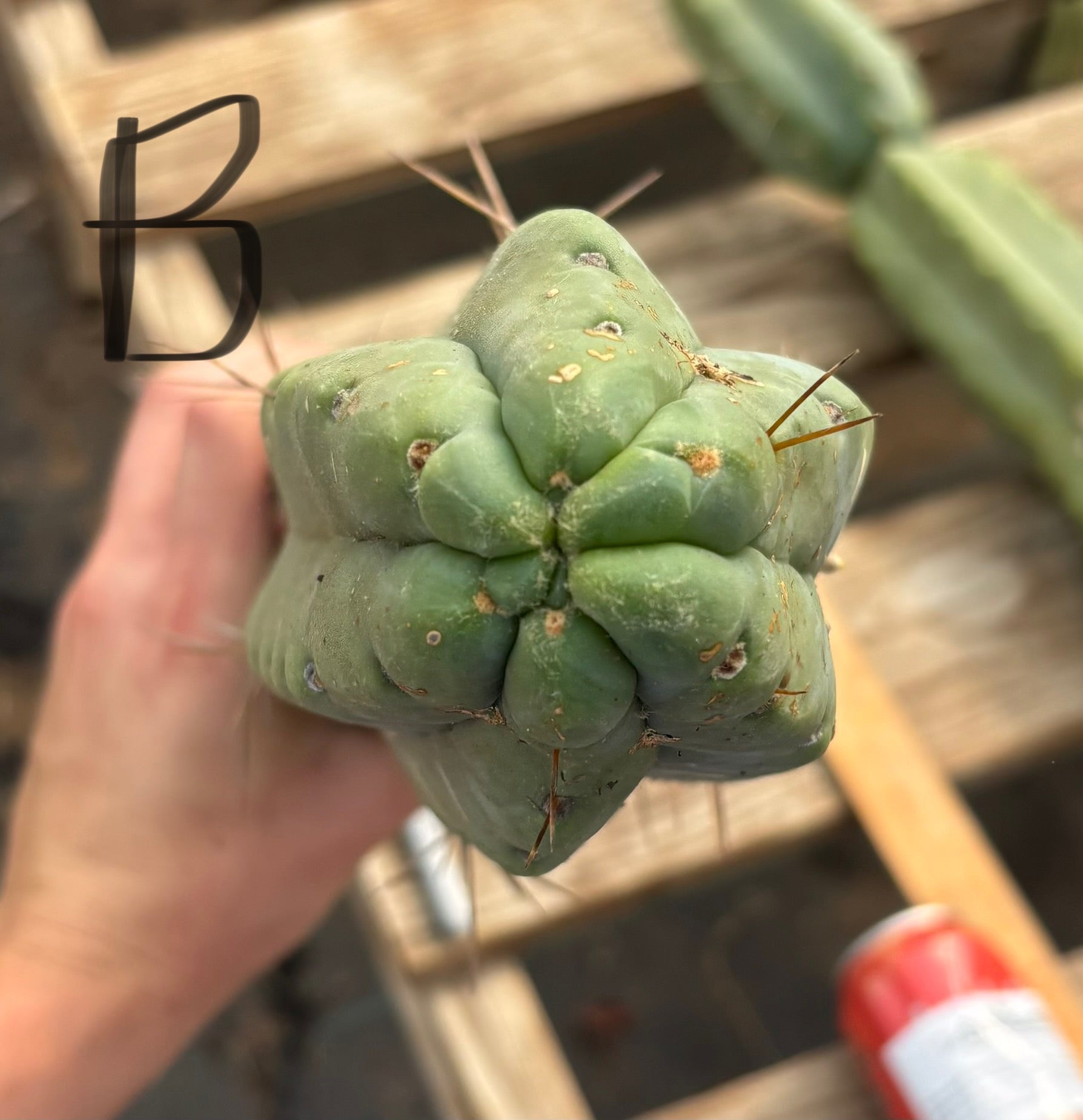 #EC147 EXACT Trichocereus Bridgesii Jiimz Twin Spinez LONG Cactus Cuttings-Cactus - Large - Exact-The Succulent Source