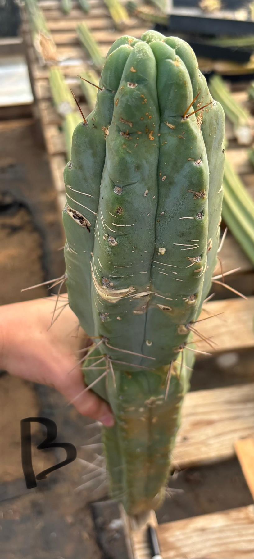 #EC147 EXACT Trichocereus Bridgesii Jiimz Twin Spinez LONG Cactus Cuttings-Cactus - Large - Exact-The Succulent Source