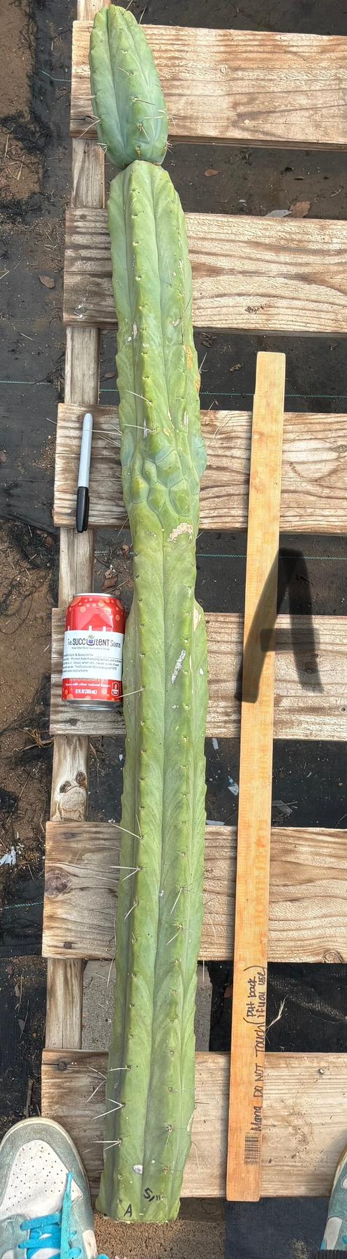 #EC147 EXACT Trichocereus Bridgesii Jiimz Twin Spinez LONG Cactus Cuttings-Cactus - Large - Exact-The Succulent Source