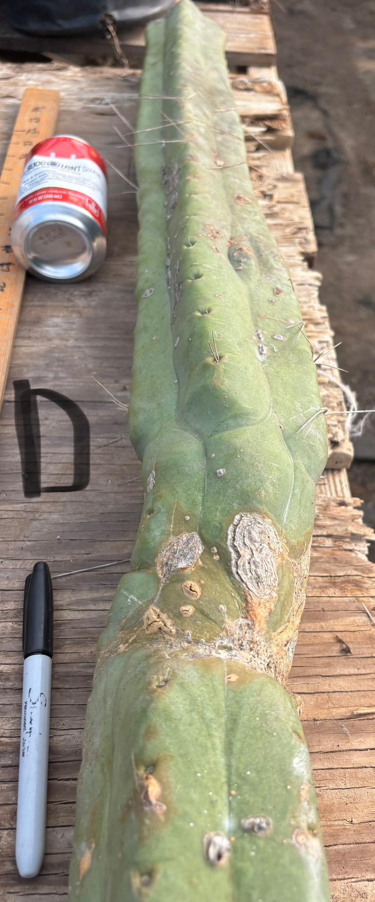 #EC147 EXACT Trichocereus Bridgesii Jiimz Twin Spinez LONG Cactus Cuttings-Cactus - Large - Exact-The Succulent Source
